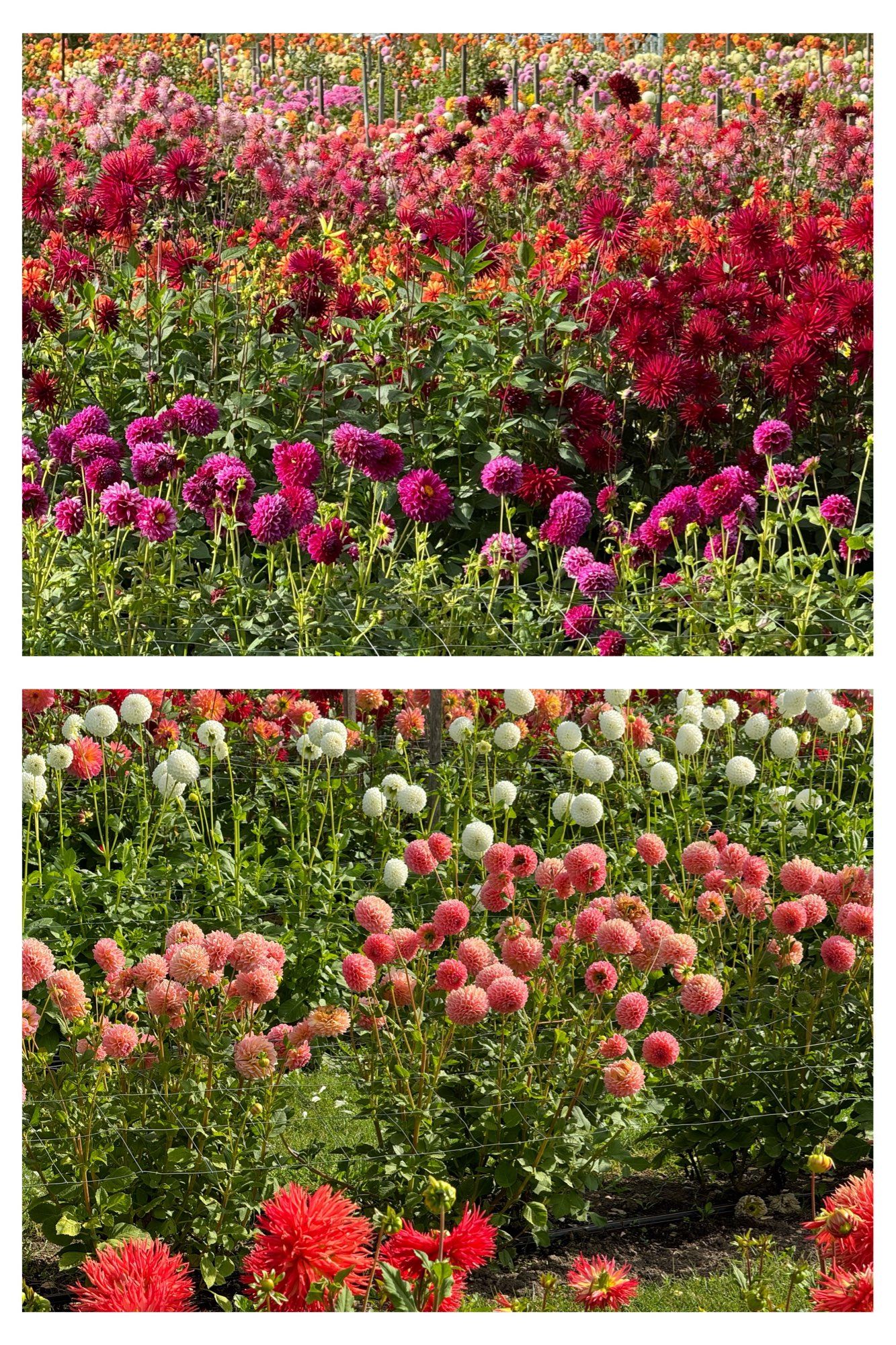 Rows of different-coloured dahlias.