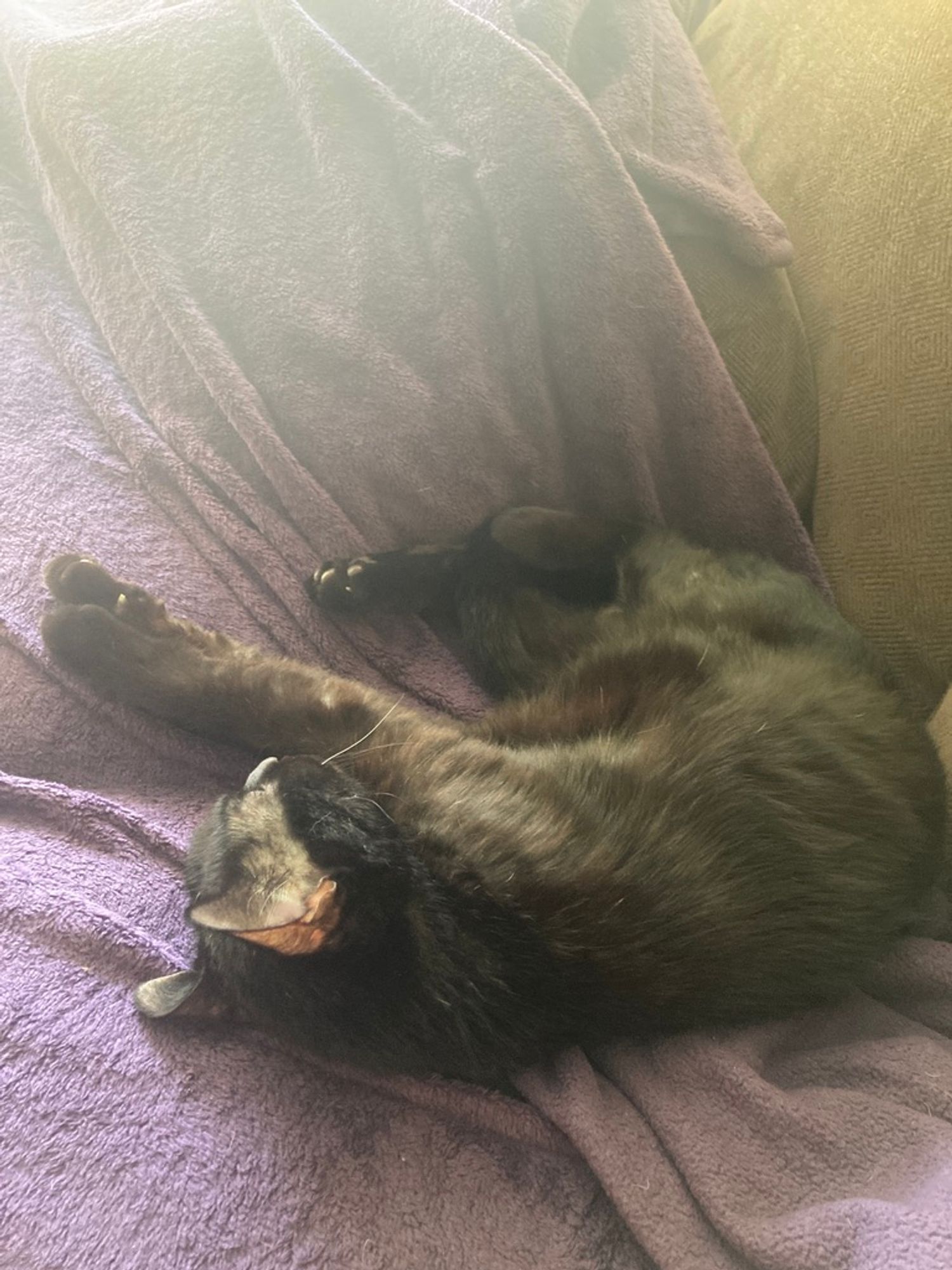 A black cat asleep on a purple blanket.