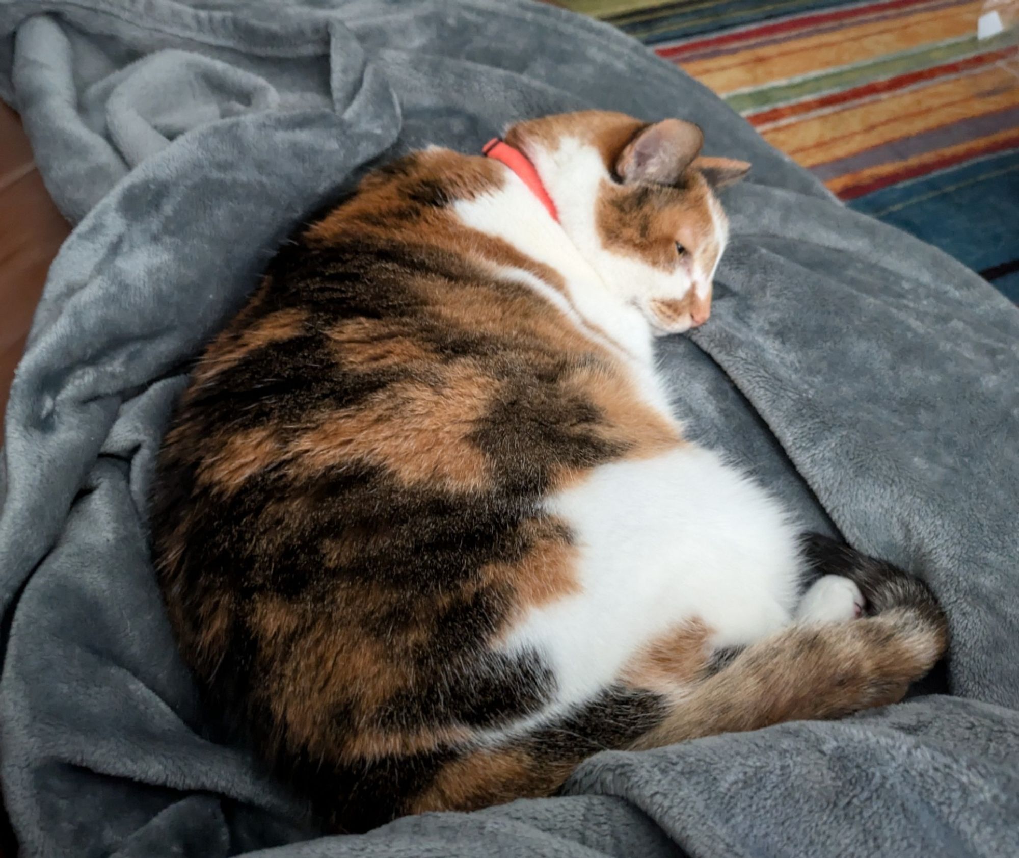 Same calico, curled up on a blanket.