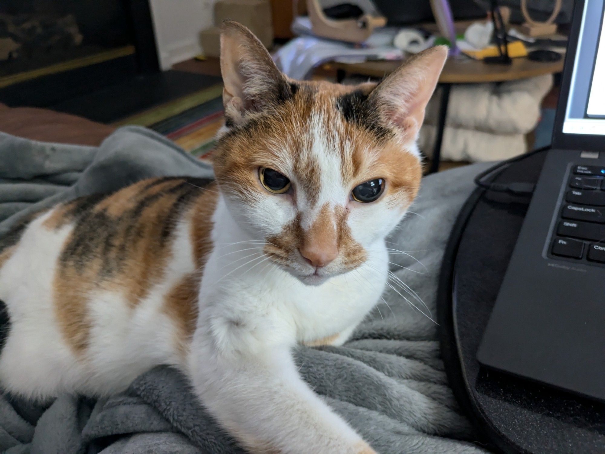 Calico with unevenly dilated pupils, staring intently at the camera.