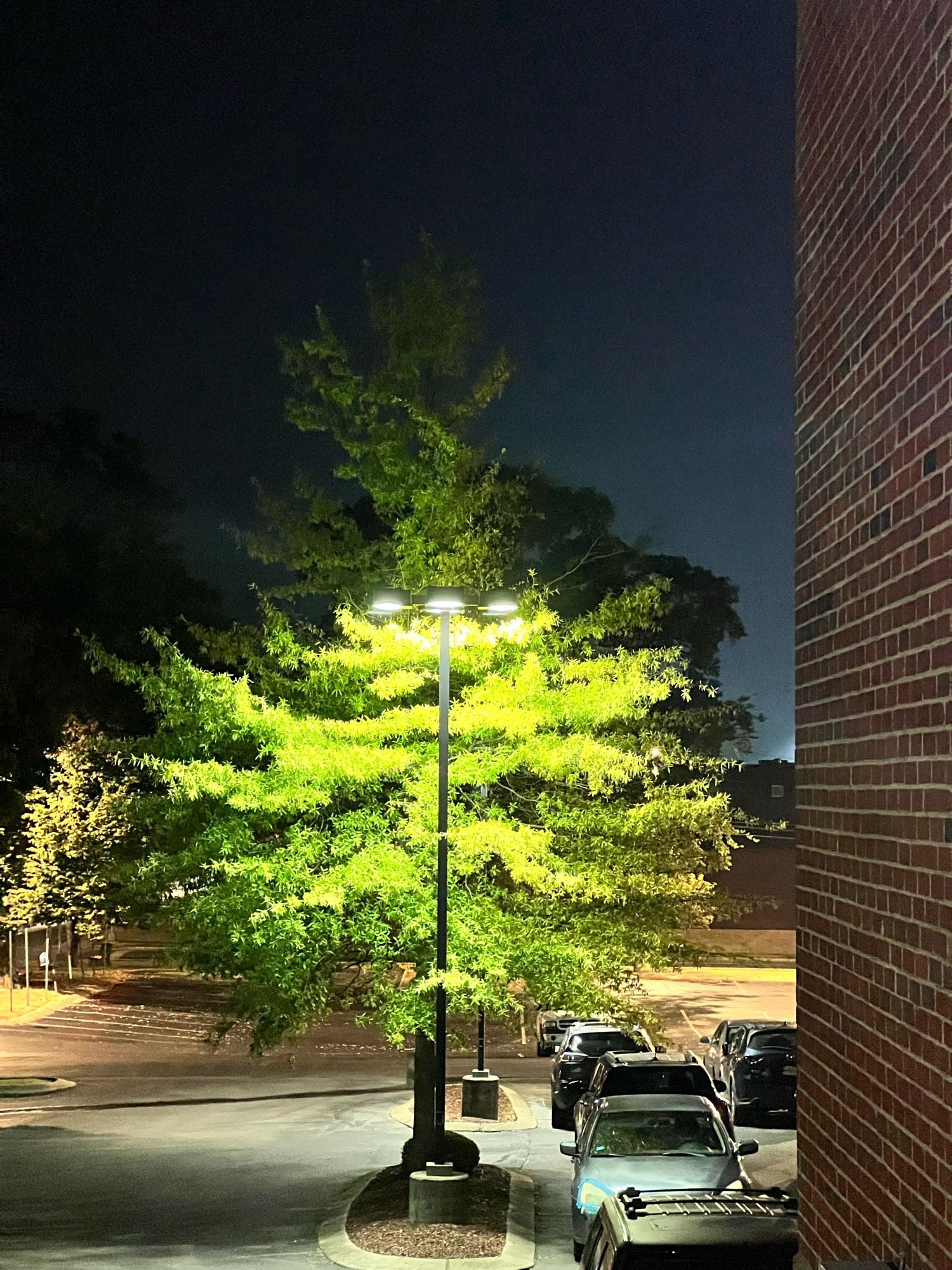 A picture of a tree in the middle of a parking lot 