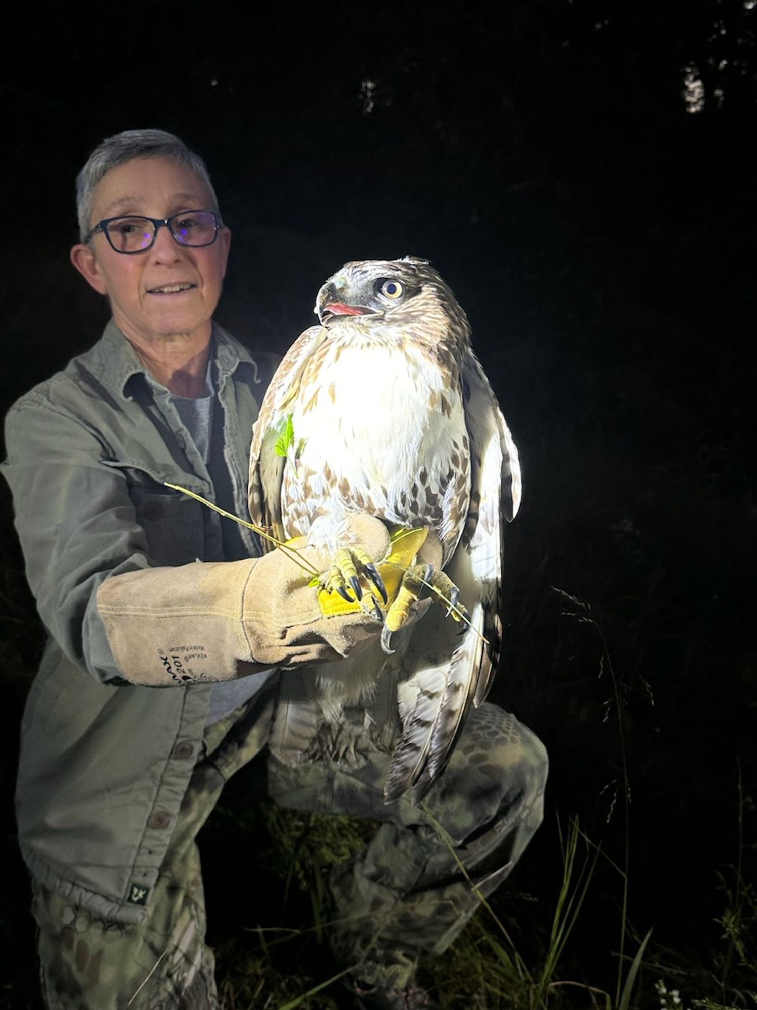 Red tailed hawk rescue after dark