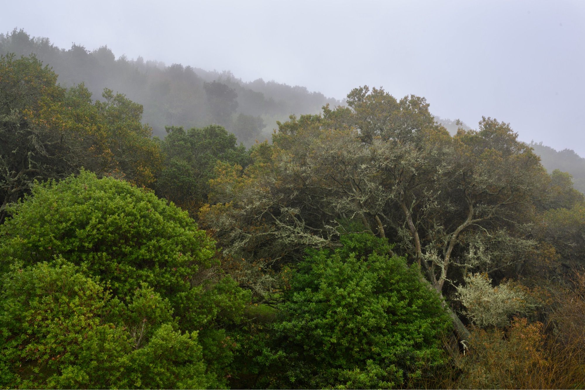 Some green oaks and a moss laden bay on a foggy hillside.