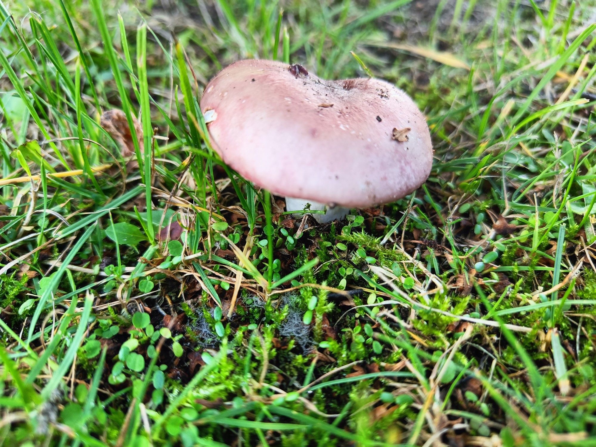 A blush-pink mushroom with a white stalk growing in grass