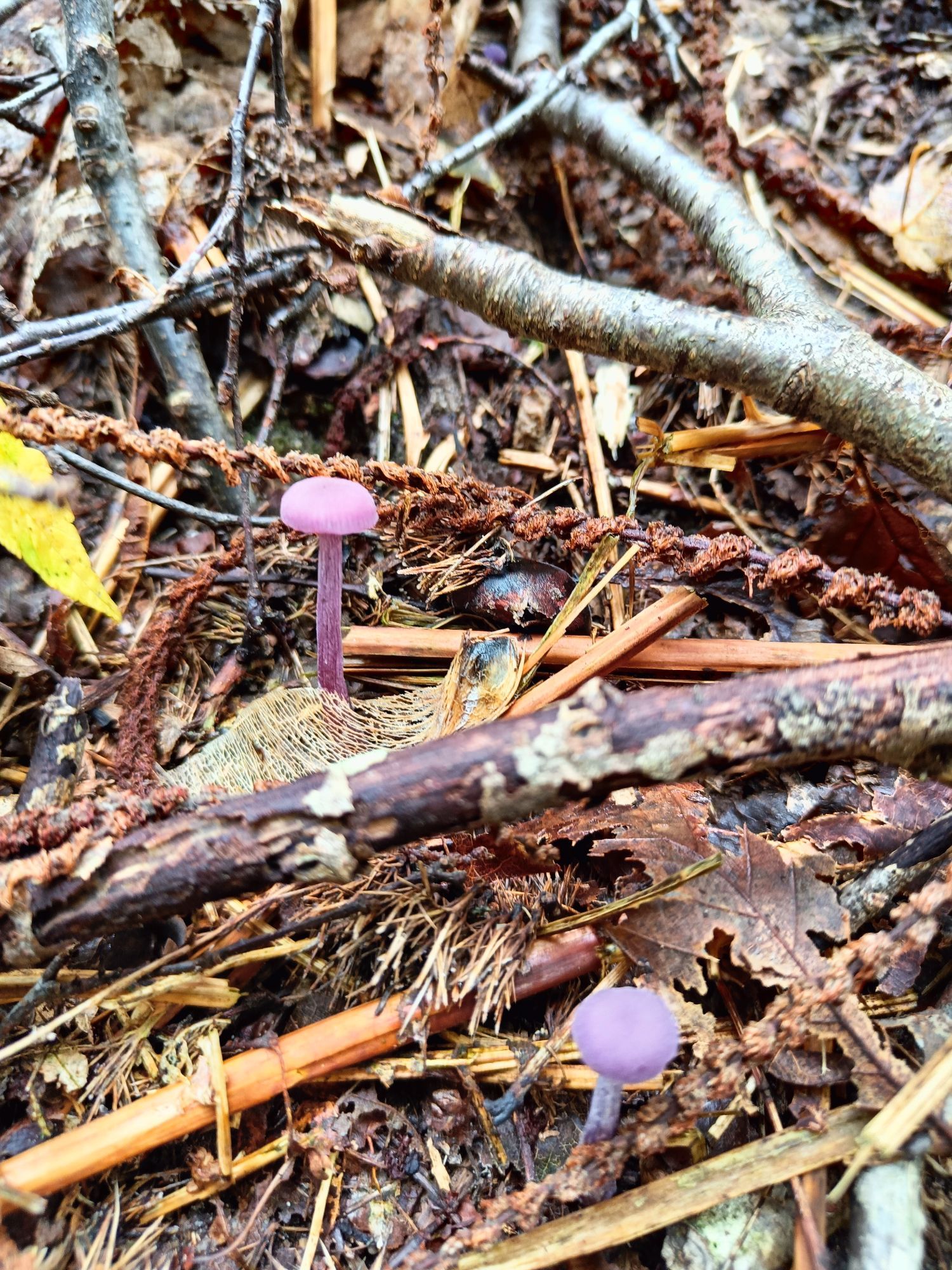 Two delicate purple mushrooms among twigs