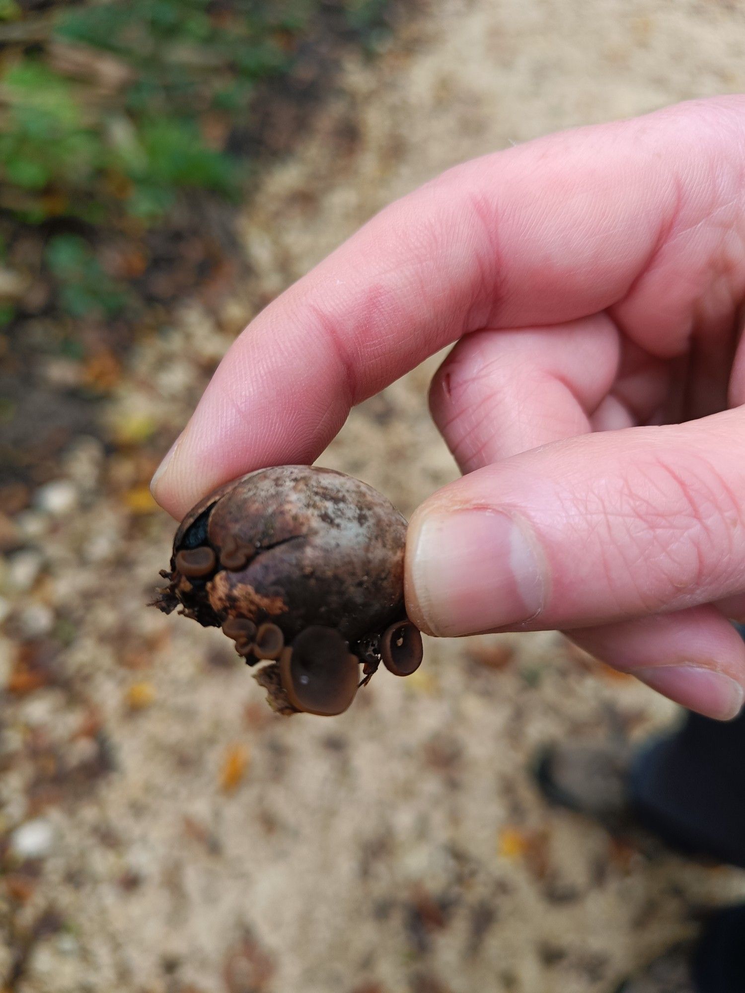 Little brown cup fungus growing on a rotting acorn held for the camera