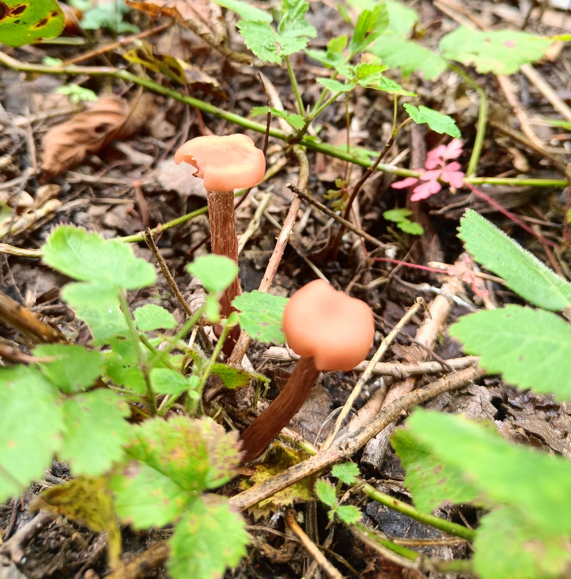 Two small orange mushrooms with a fat stem growing among twigs