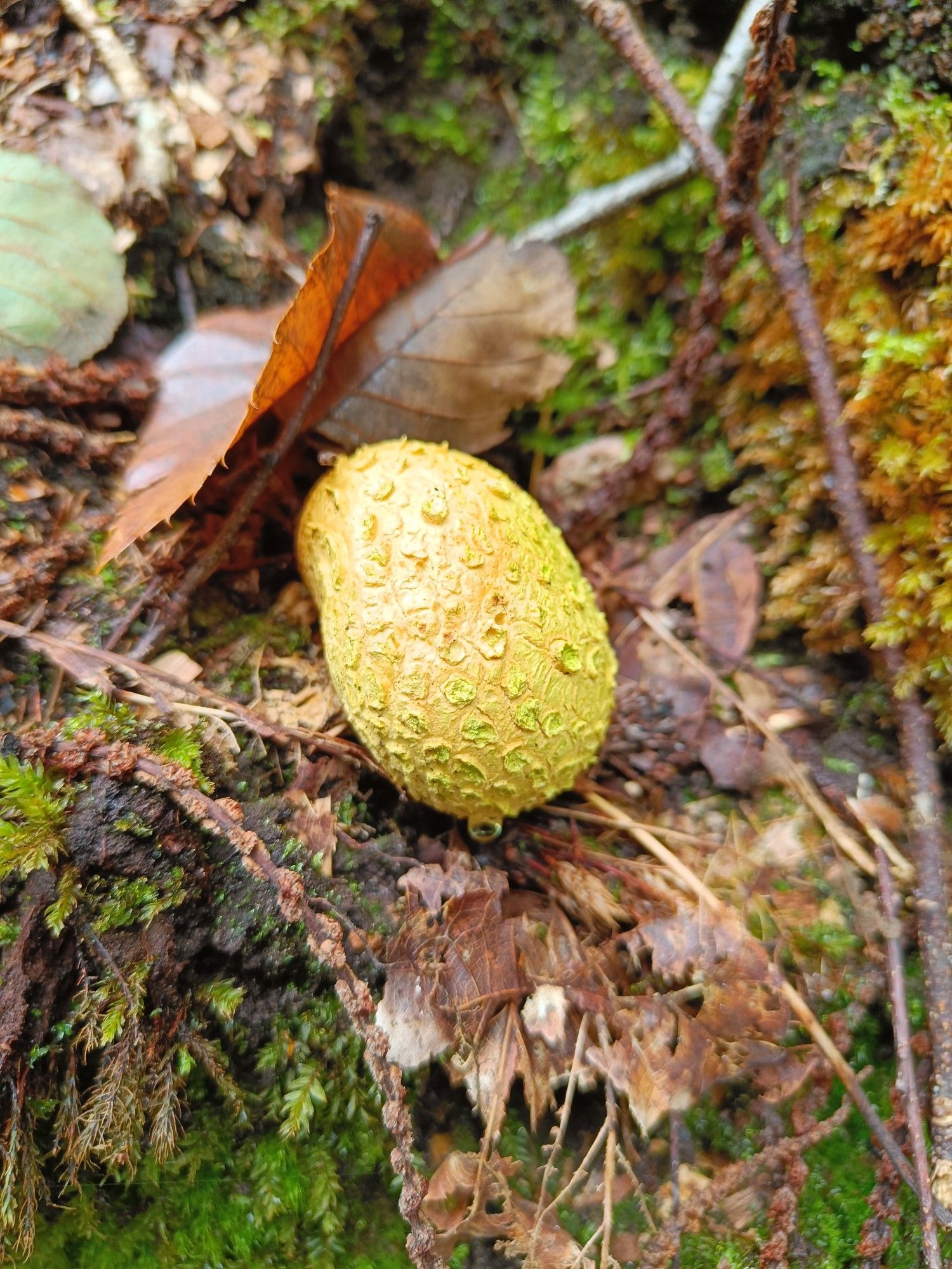 A golden yellow puffball mushroom among dead leaves