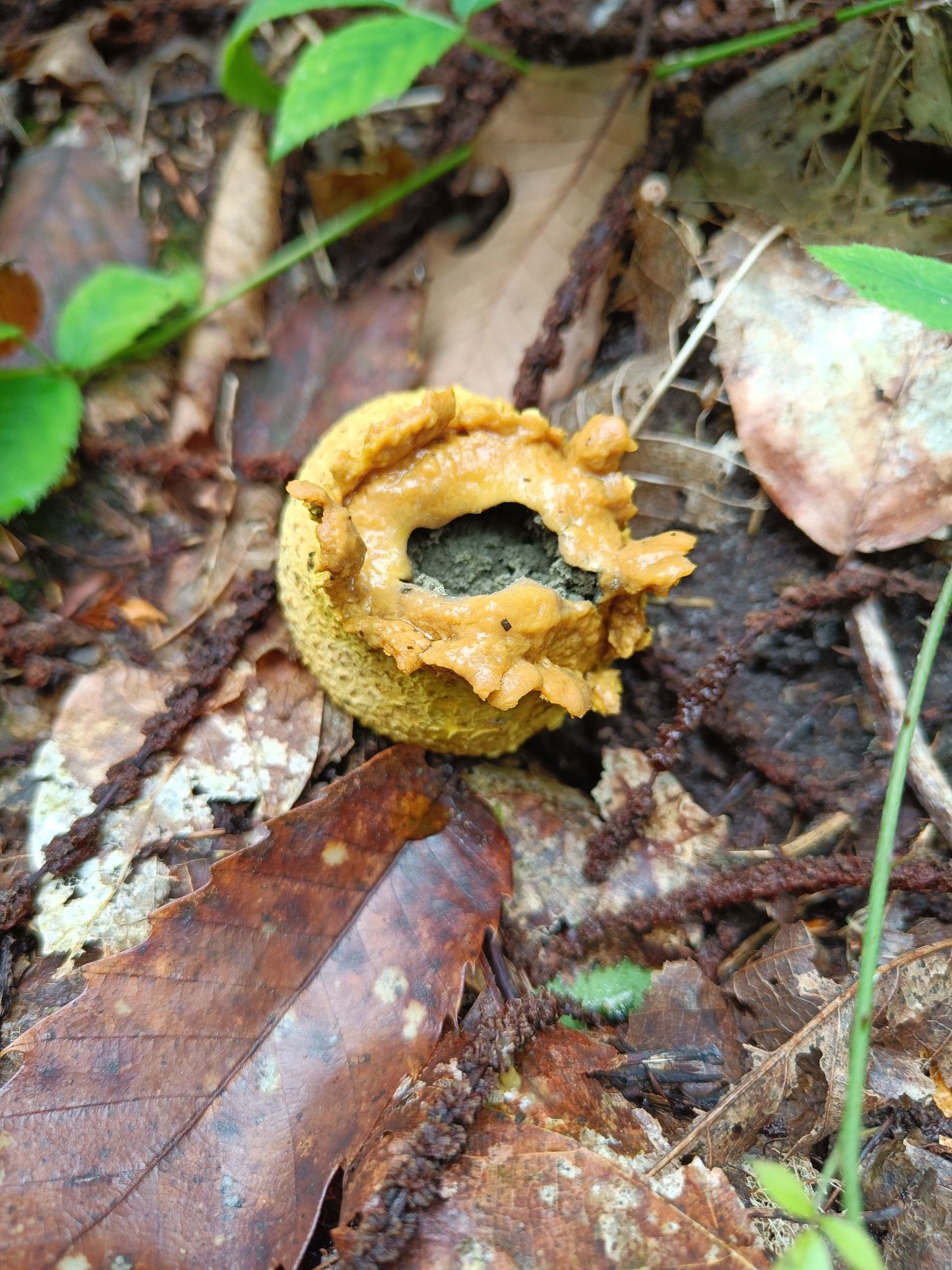 A common earthball among dead leaves