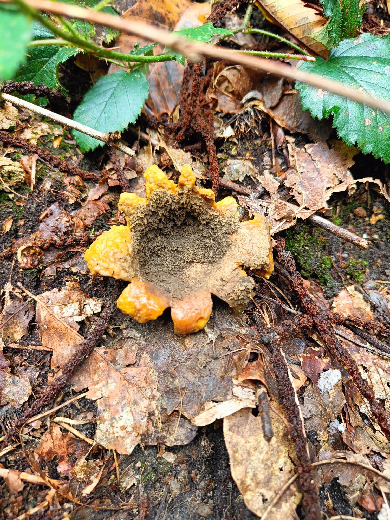 A common earthball opened out like a star among dead leaves