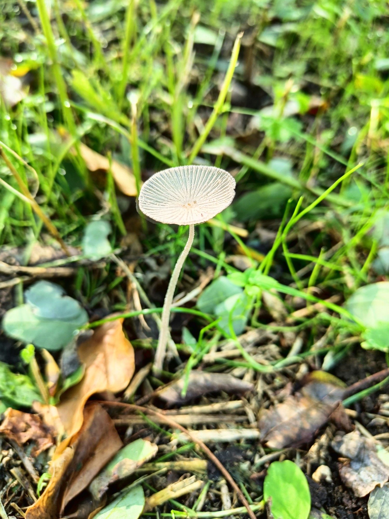 A very fine-stemmed mushroom with an inverted, striped cap growing in grass