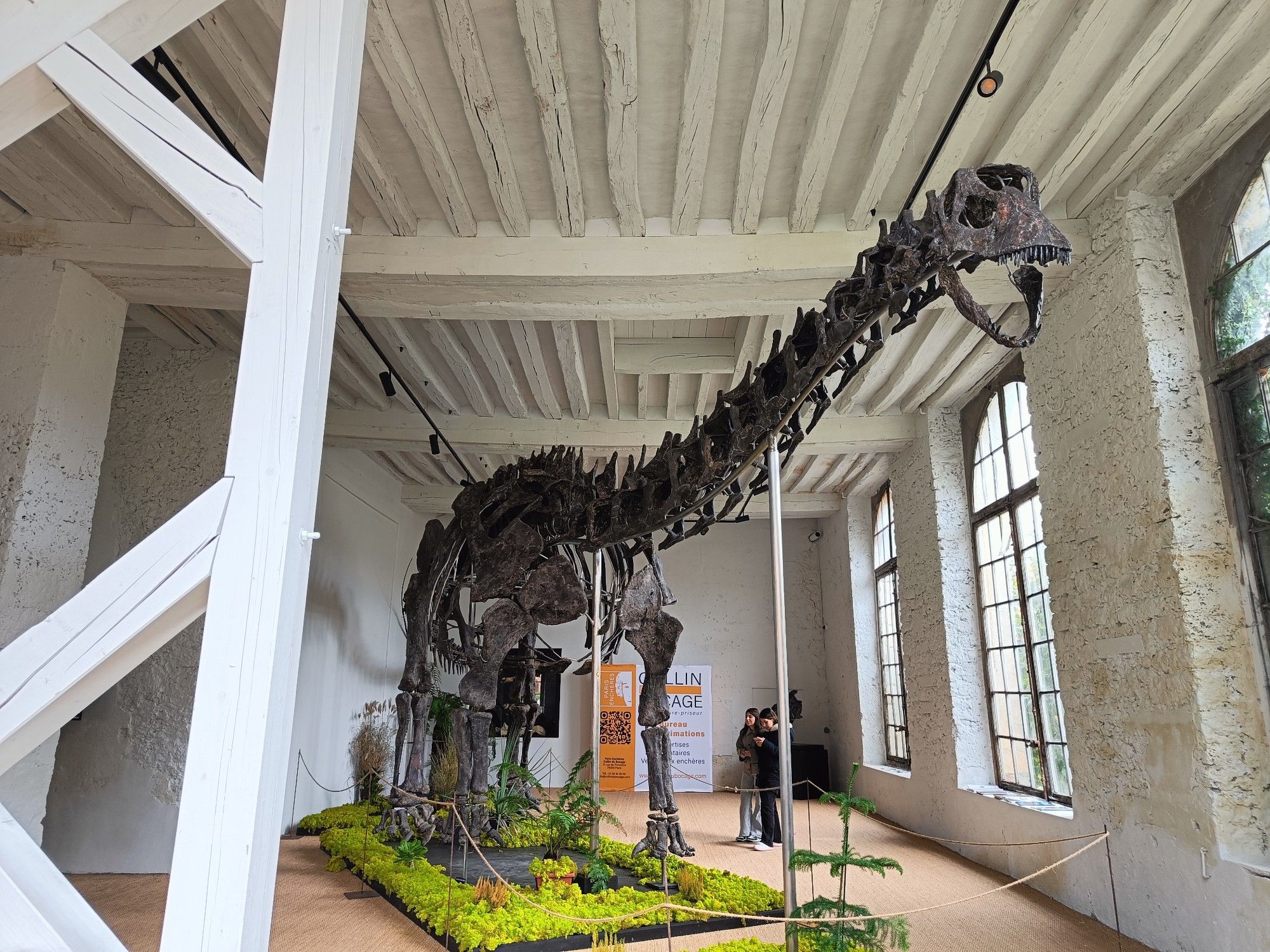 Apatosaurus skeleton on display inside a white building with beams on the ceiling