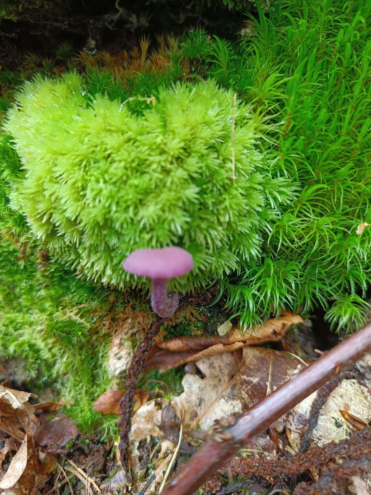 A tiny purple mushroom growing out of moss