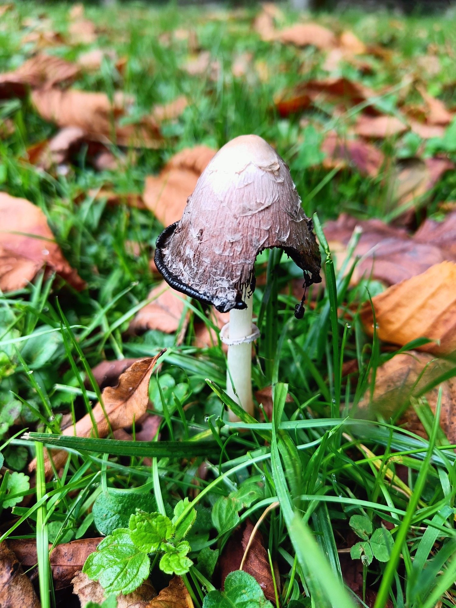 A shaggy mane oozing away among grass