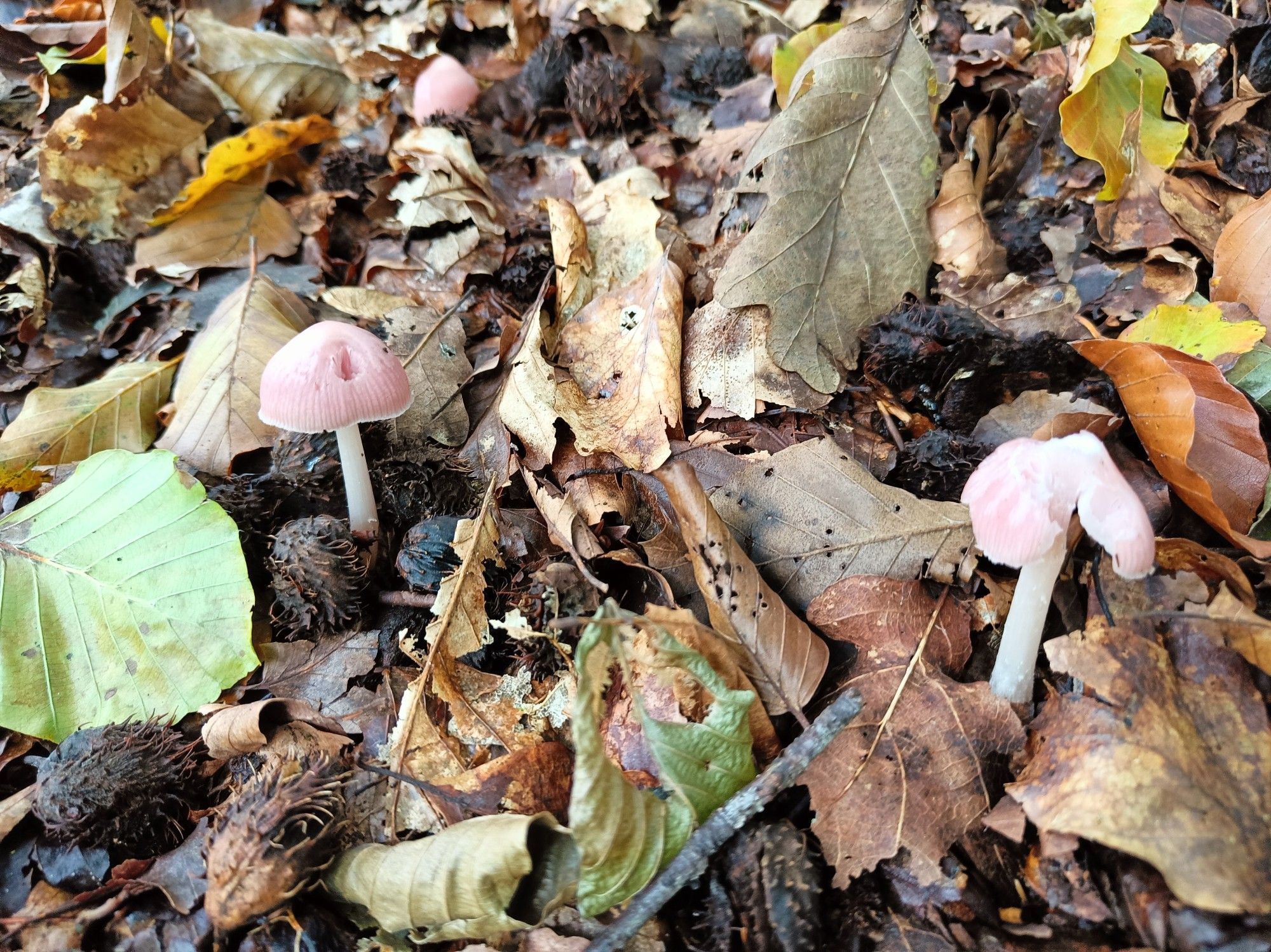 Several blush-pink mushrooms with white stems among dead leaves