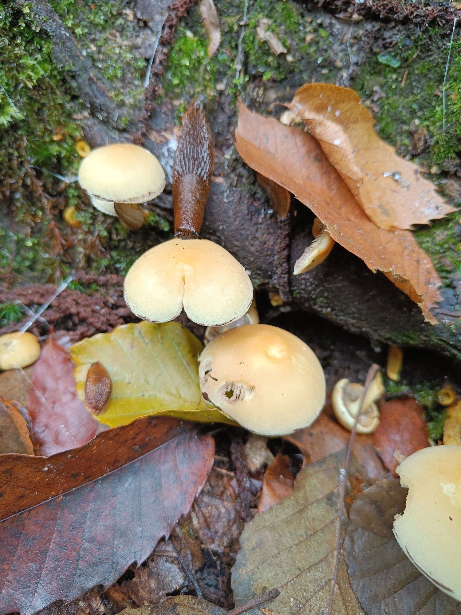 Several buff-coloured mushrooms, one of which looks like a pair of buttocks