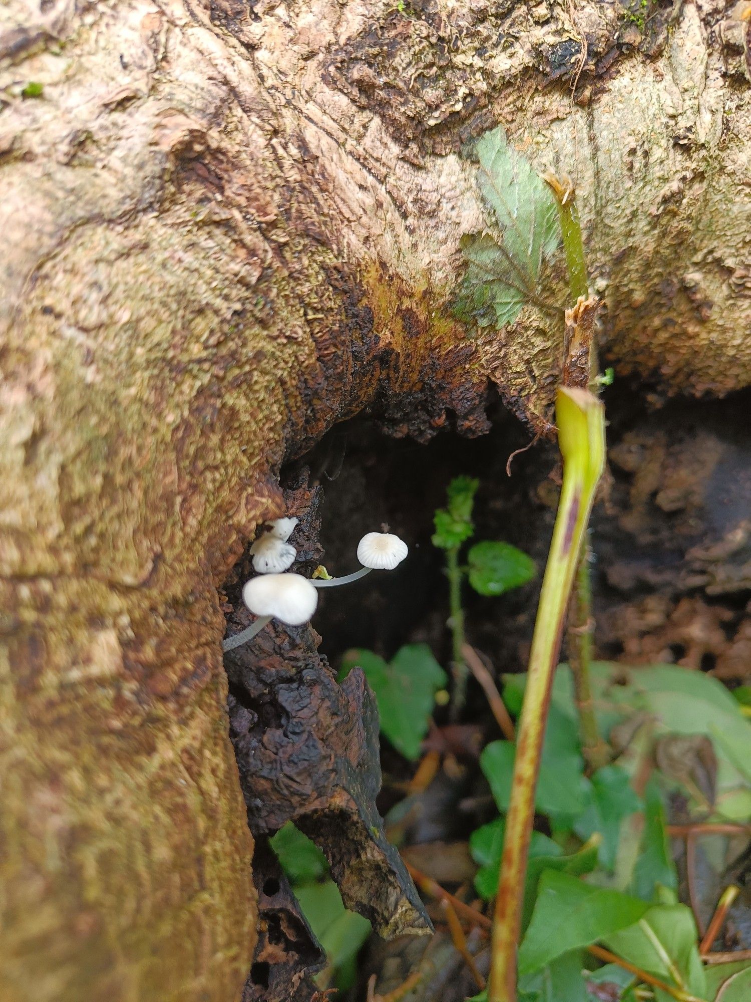 Tiny white mushrooms with fine, delicate stems growing in the hollow of a tree