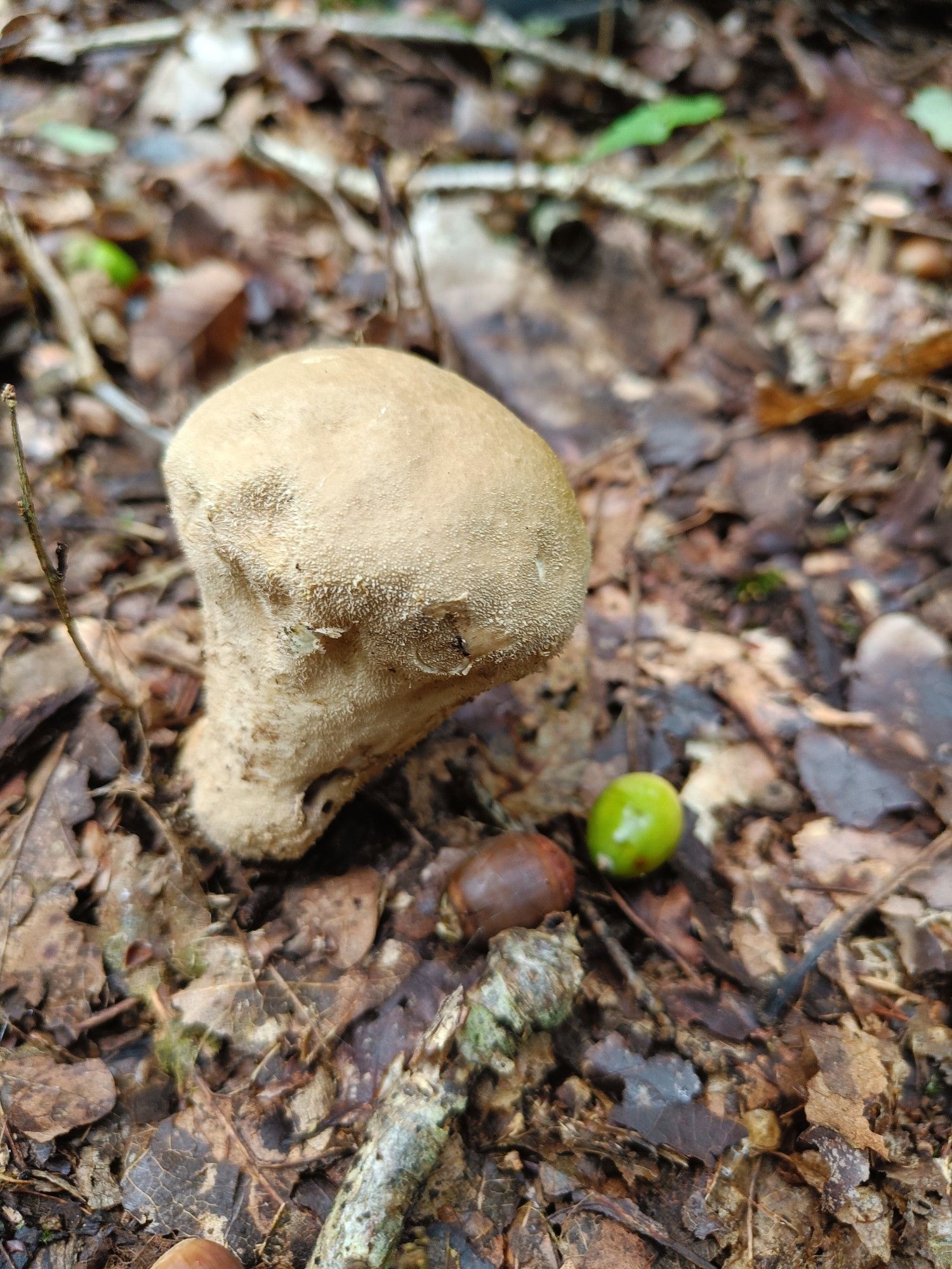 Pestle puffball growing among dead leaves