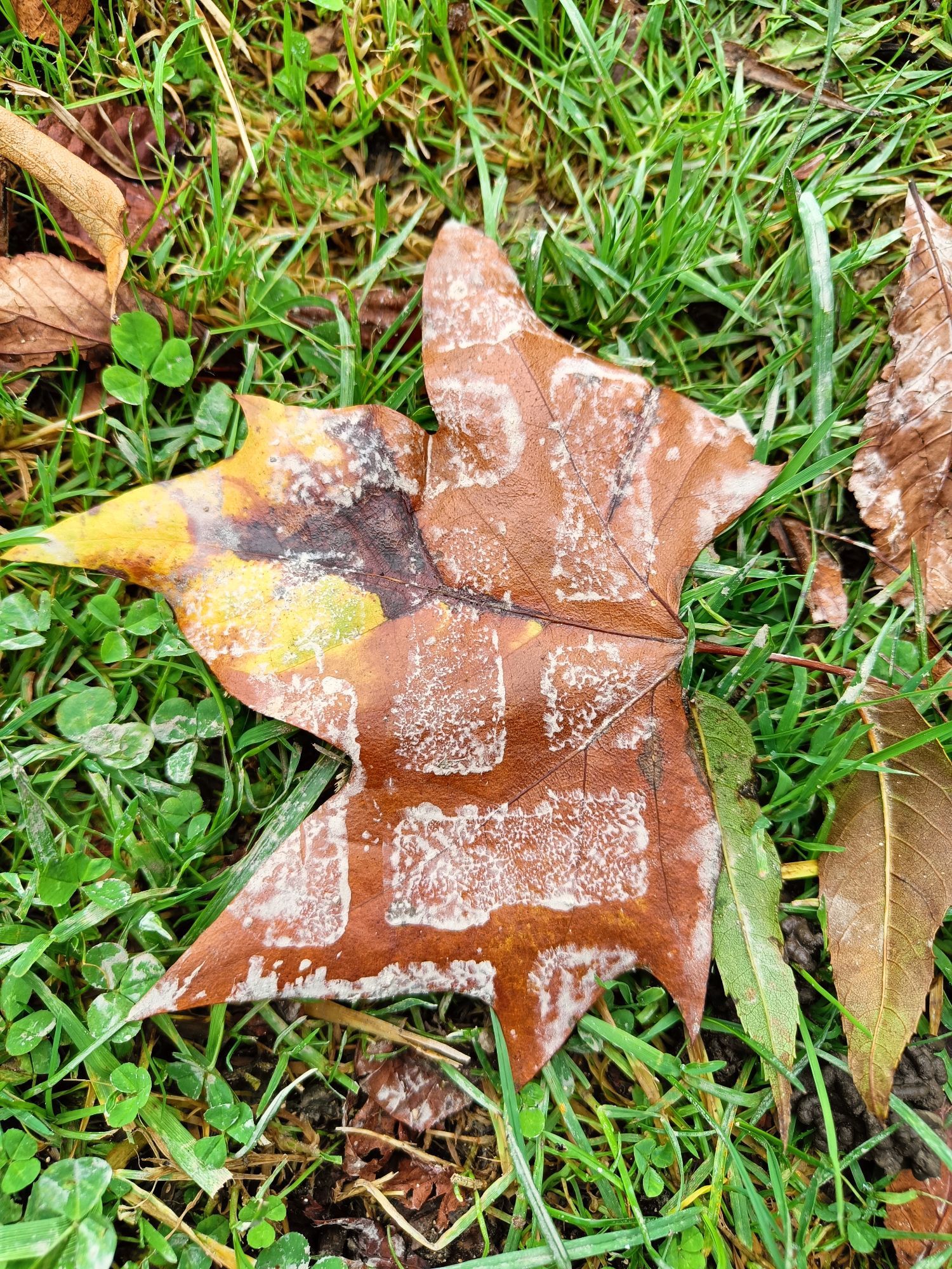 A brown autumn leaf with a yellow tip and the tread of a vehicle stamped across it