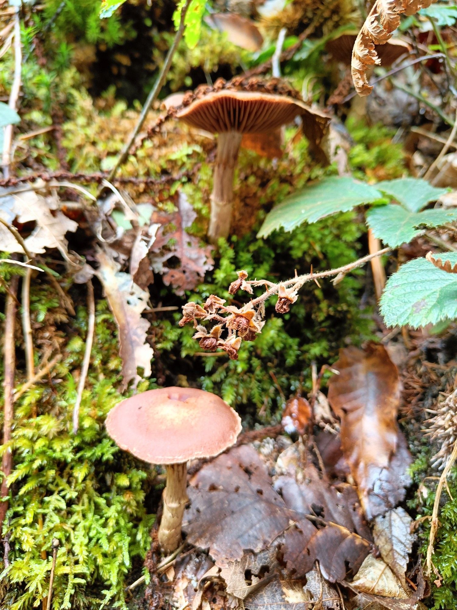 Two brown mushrooms on a steep bank among moss