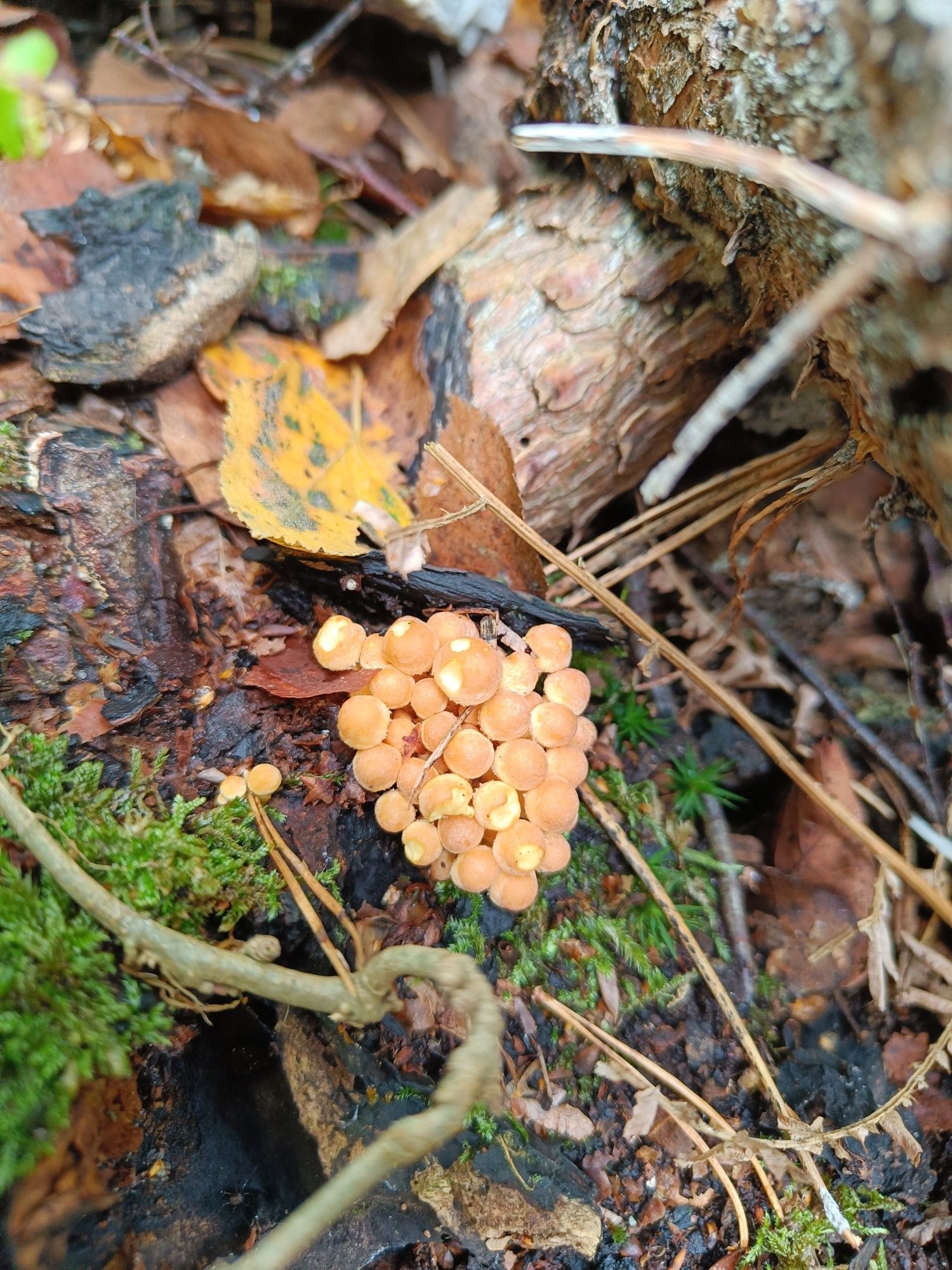 A clutch of teeny tiny yellow mushrooms growing on dead wood