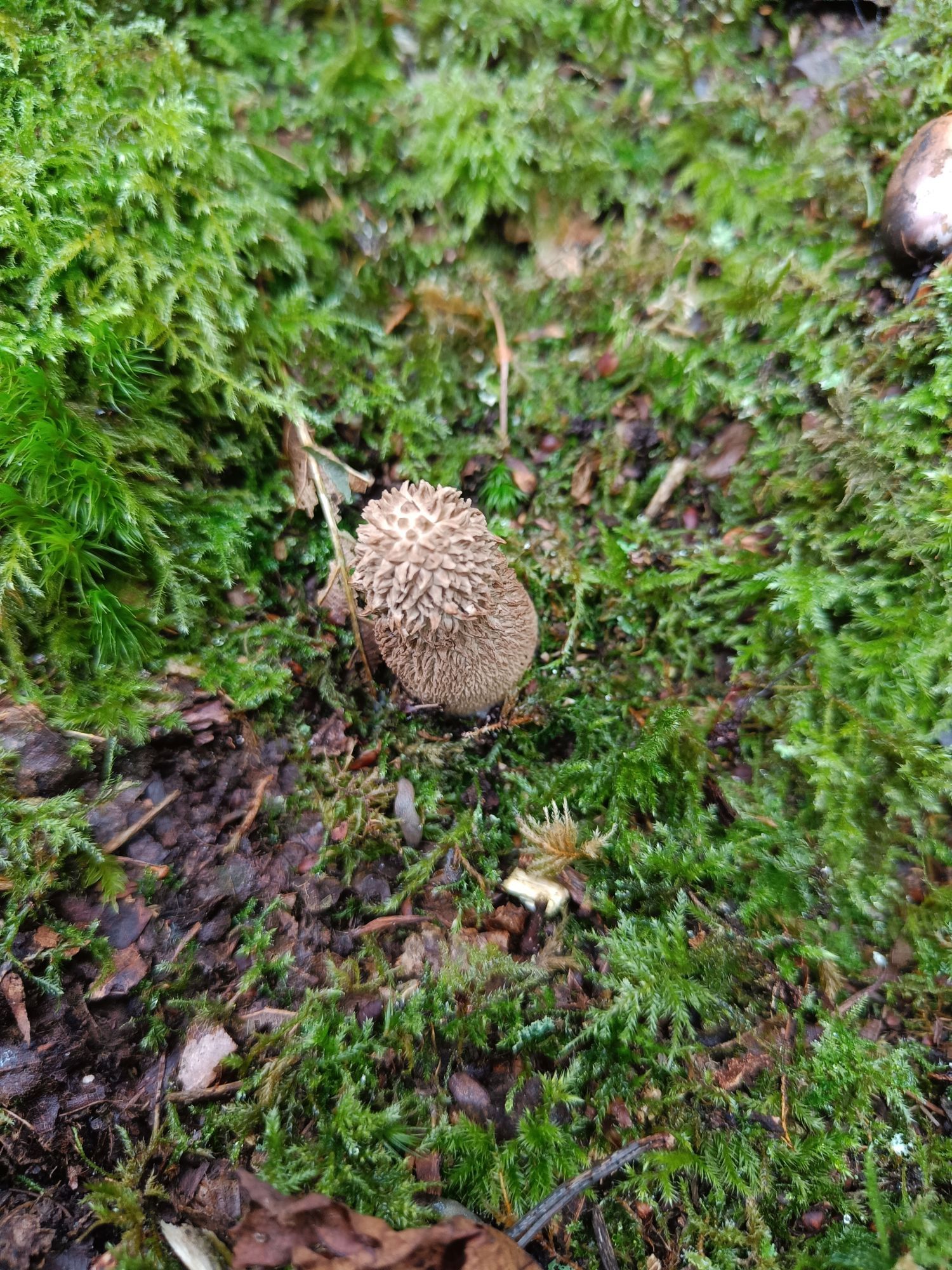 Spiny puffball mushroom popping out of moss