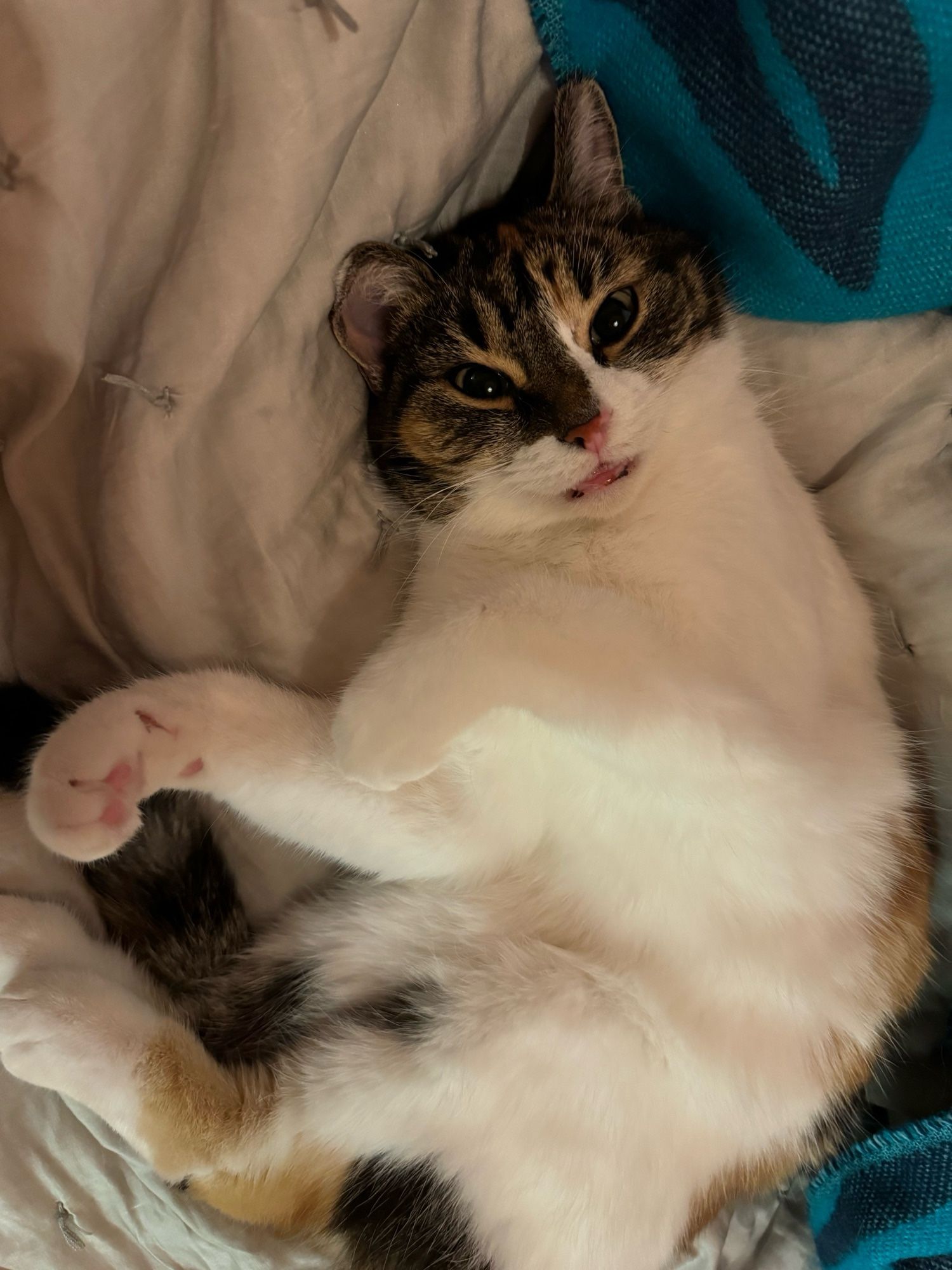 Kiki the calico/tabby cat laying on her back on the bed making a funny face