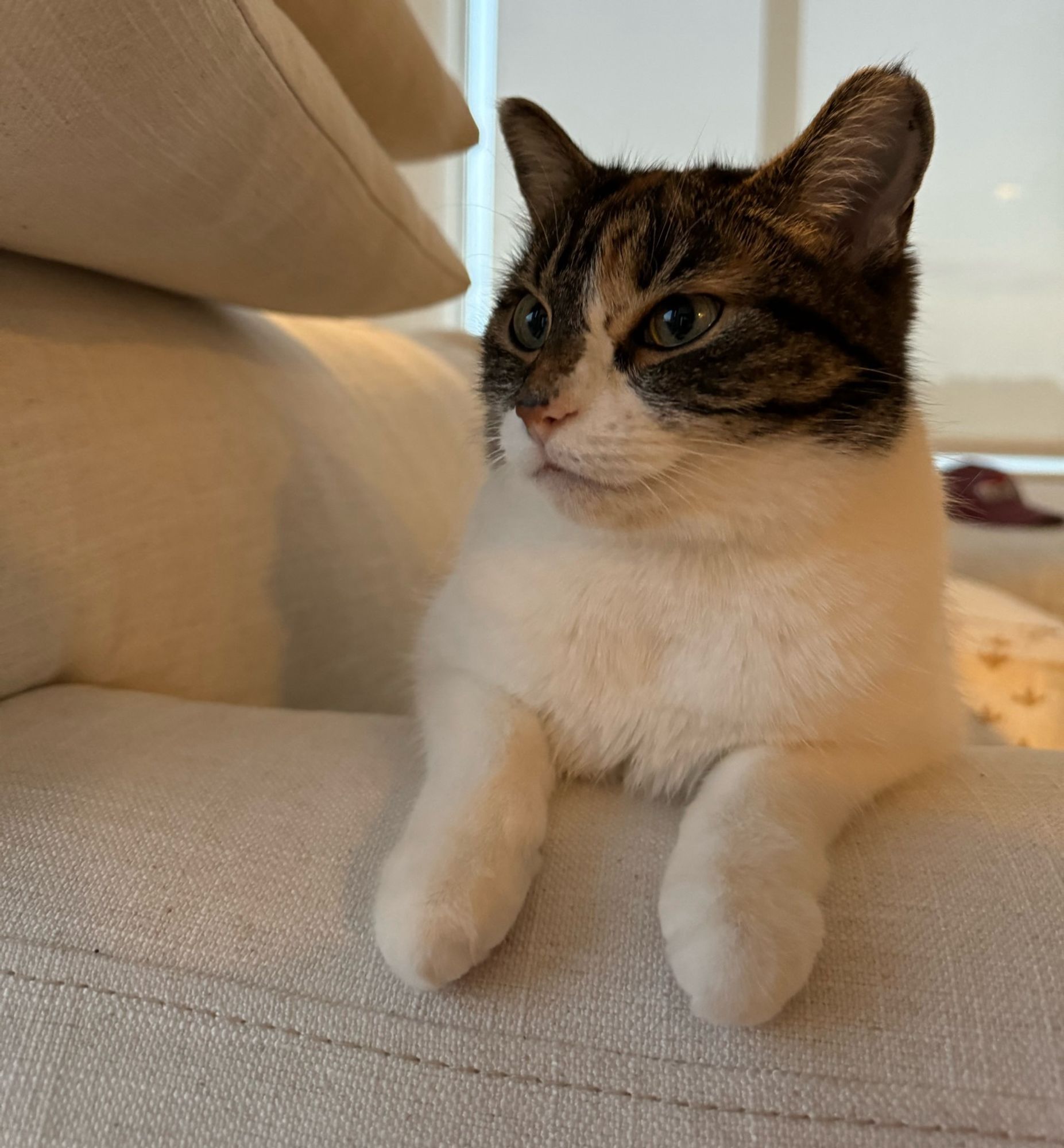 Kiki the calico/tabby cat laying on a couch with her paws hanging off the side