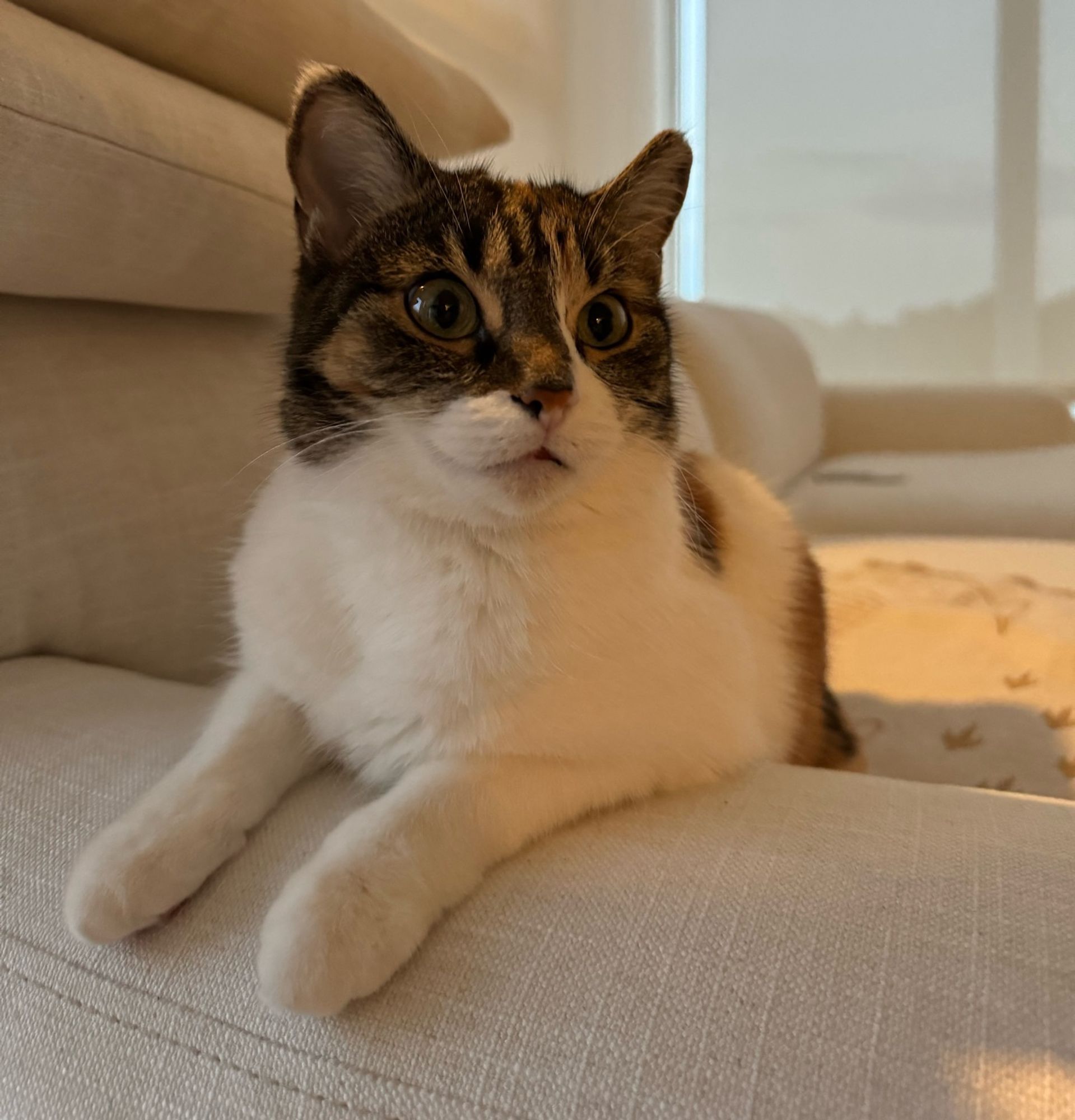 Kiki the calico/tabby cat sitting on the couch, her paws hanging off the side, looking somewhat surprised!