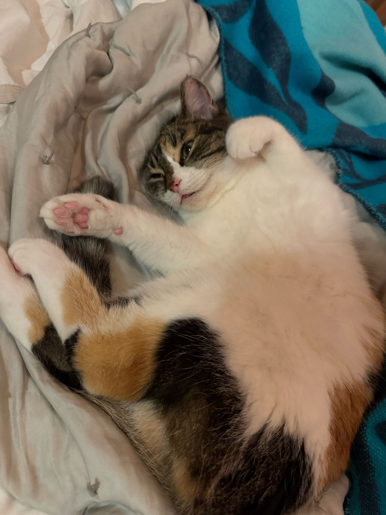 Kiki the calico/tabby cat laying on her back on the bed making a funny face and sticking her paws out at weird angles