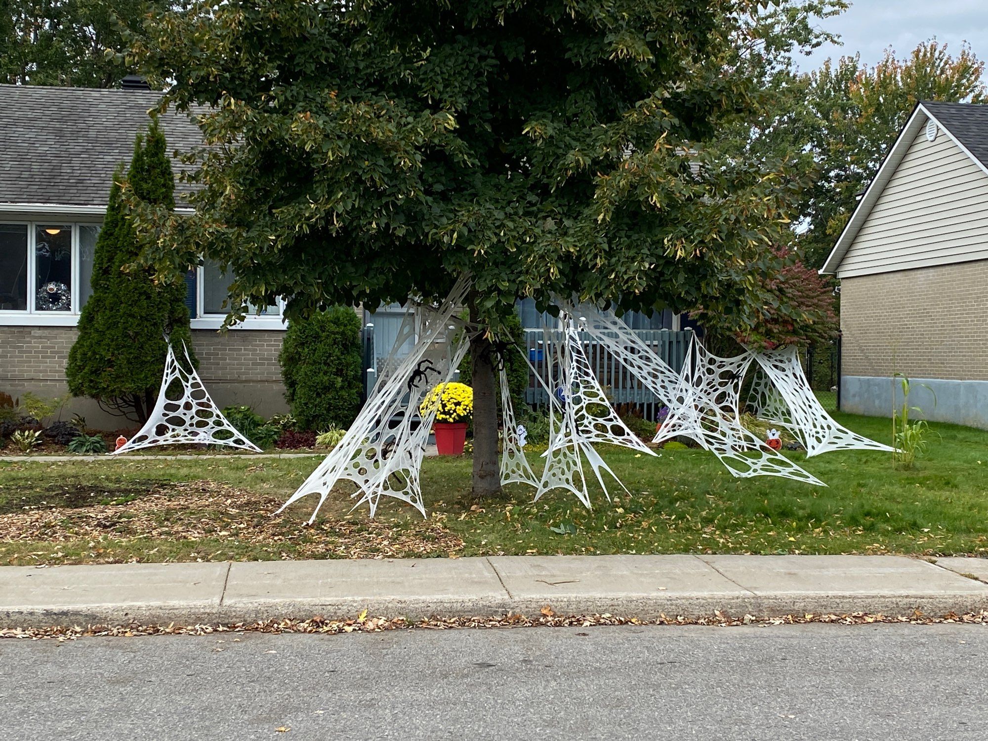 Multiple giant, cartoonish and white decorative spiderwebs fill a front yard. Several webs, with large spiders, hang from a large tree.