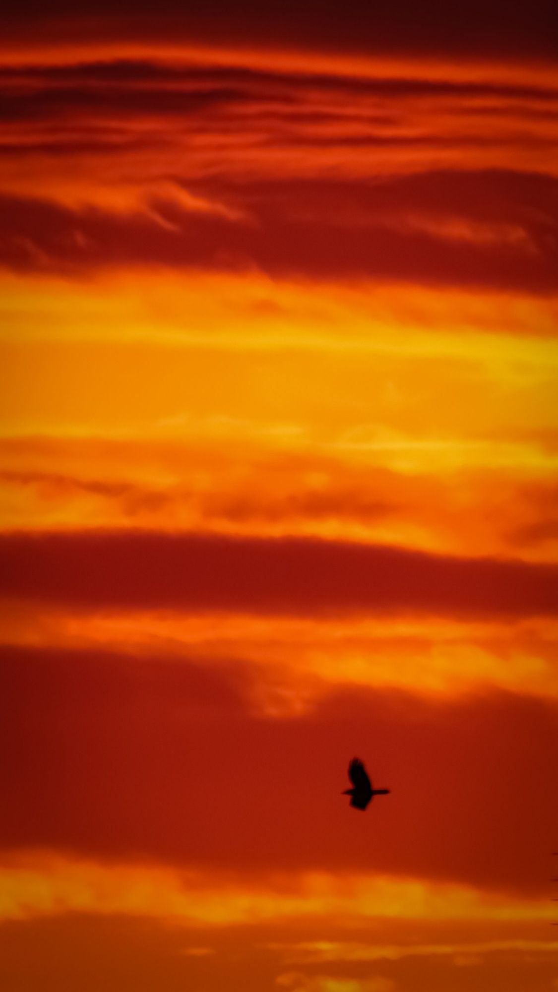 Hochkantfoto in den gestreiften Himmel mit fliegender Krähe. Orange, Rot, Gelb