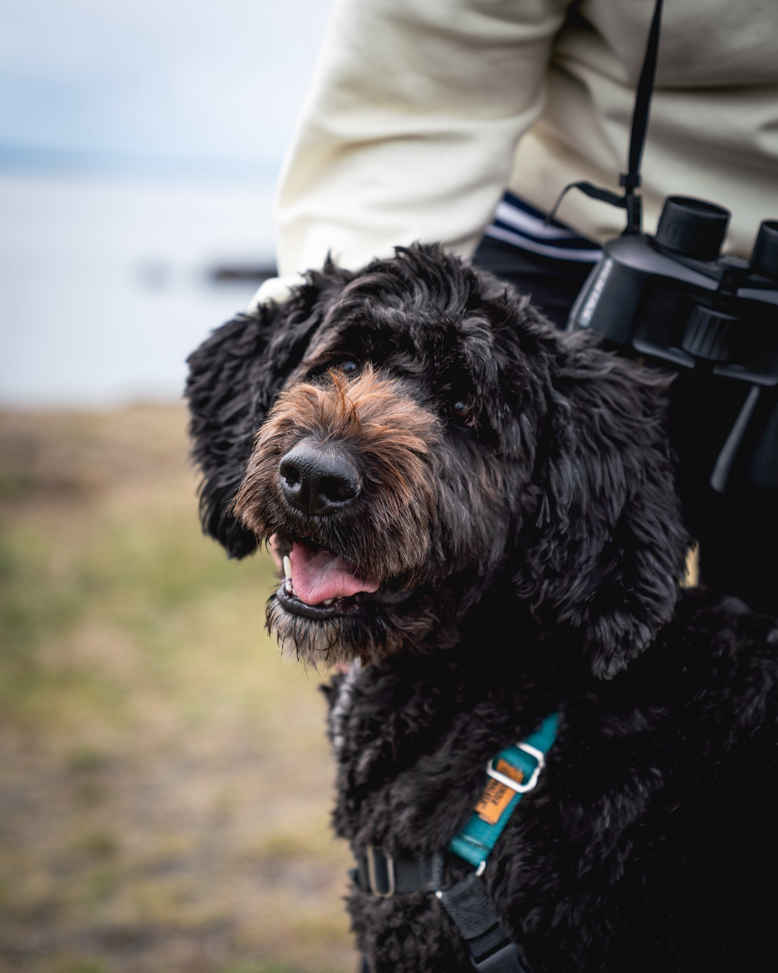 A portrait of the world’s cutest dog 