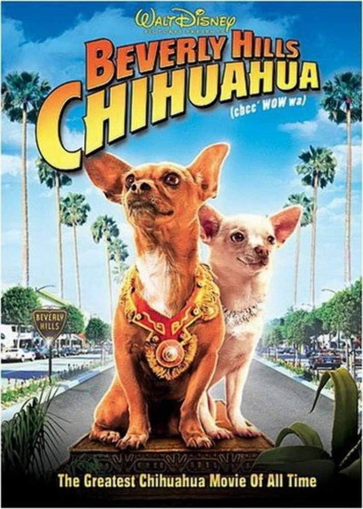 An image of the Disney movie cover, Beverly Hills Chihuahua. The cover depicts a brown chihuahua sitting next to a white chihuahua, both are smooth coated chihuahuas. The background shows Beverly Hills palm trees and streets. The brown chihuahua wears a red Mexican artifact. Text reads Walt Disney pictures presents Beverly Hills (chee WOW wa)
CHIHUAHUA. The Greatest Chihuahua Movie Of All Time.