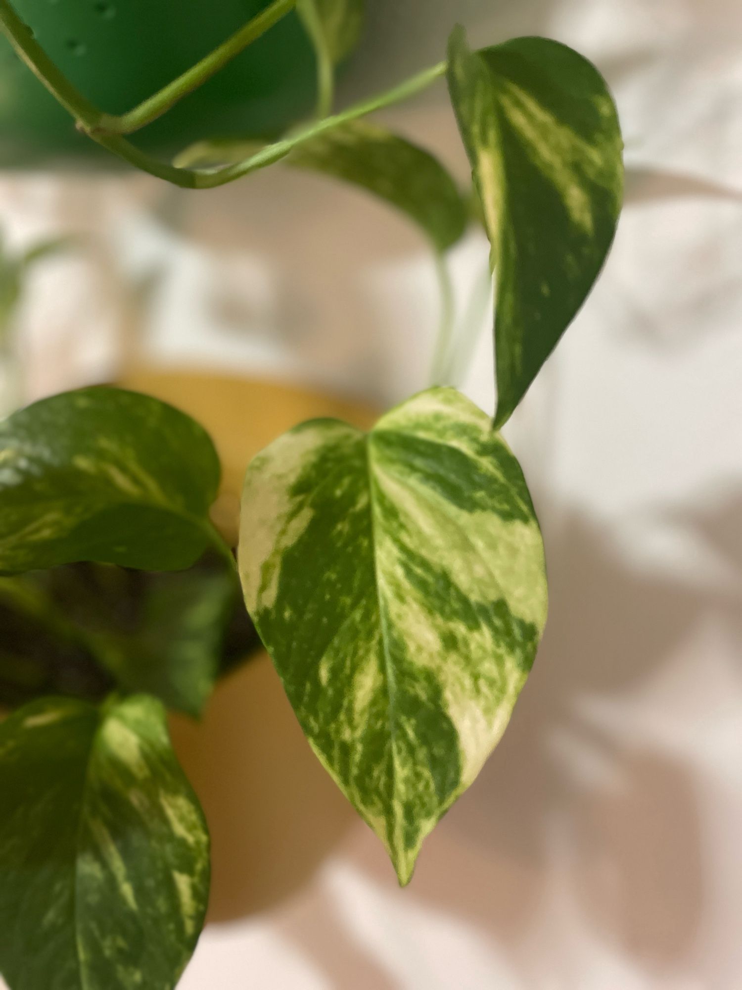 Photo of a variegated leaf of a pothos plant.