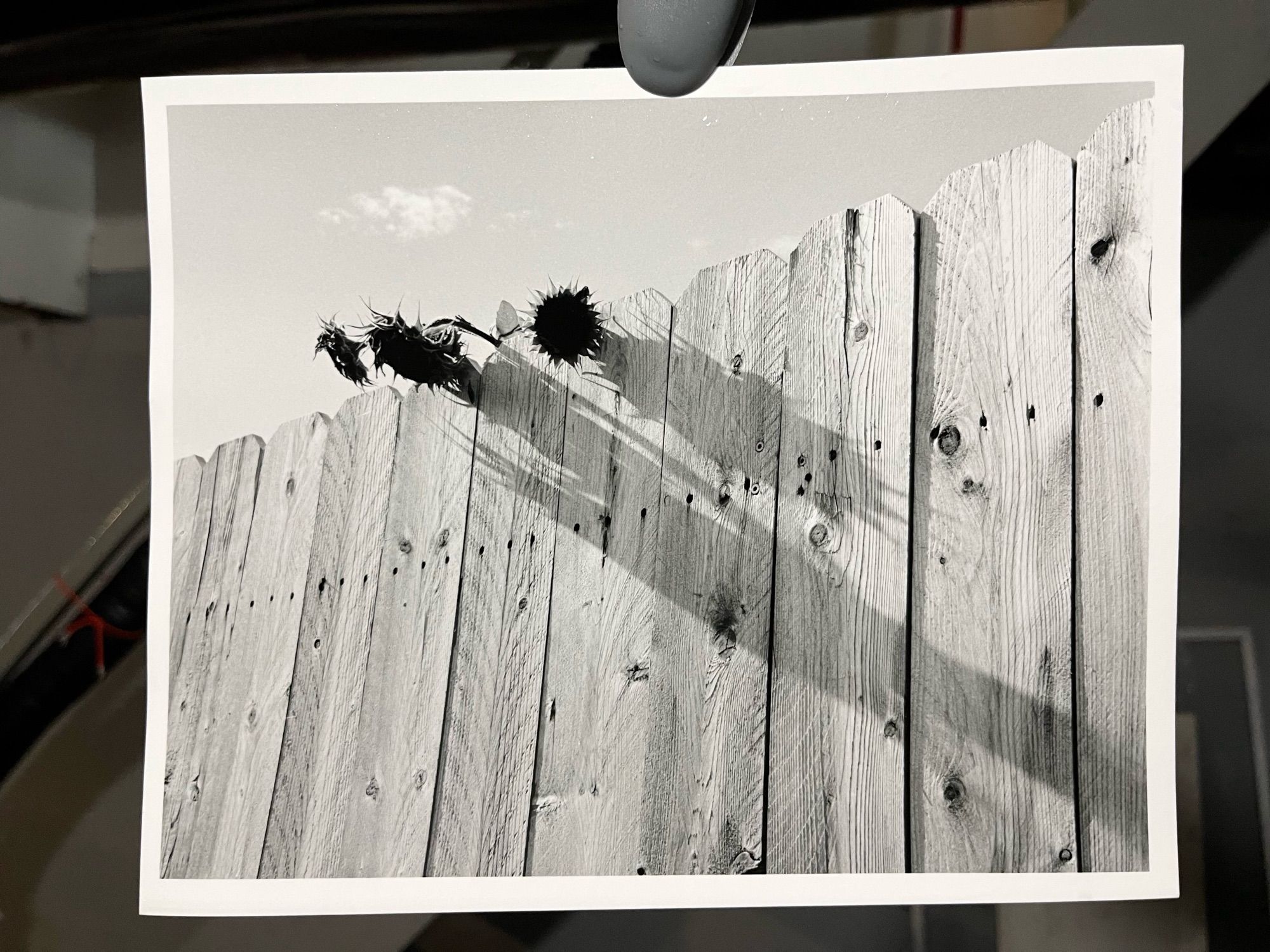 A darkroom print of a couple of sunflowers drooped over the top of a fence with their long shadows cast along the other side of the fence