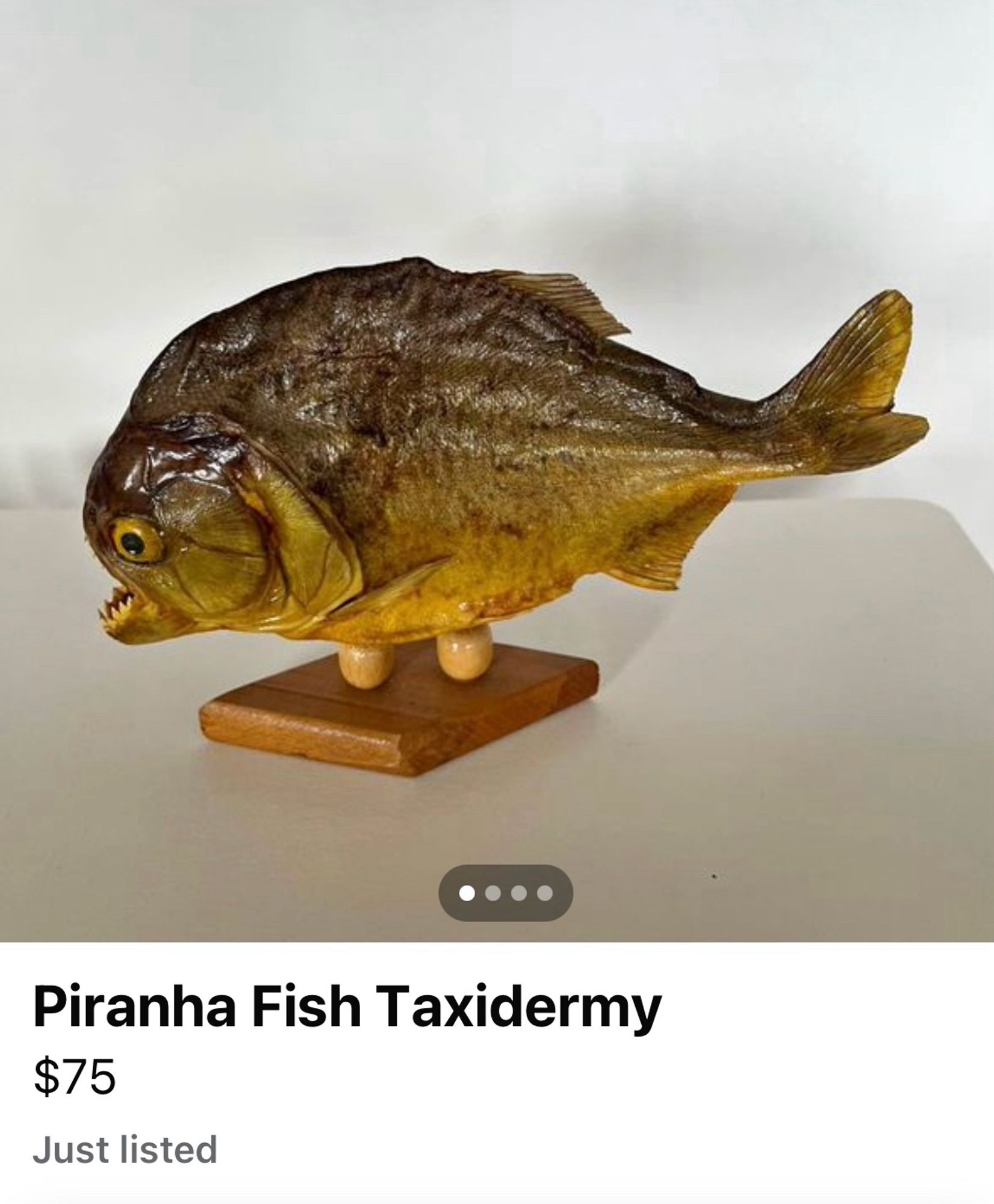 Taxidermy Piranha