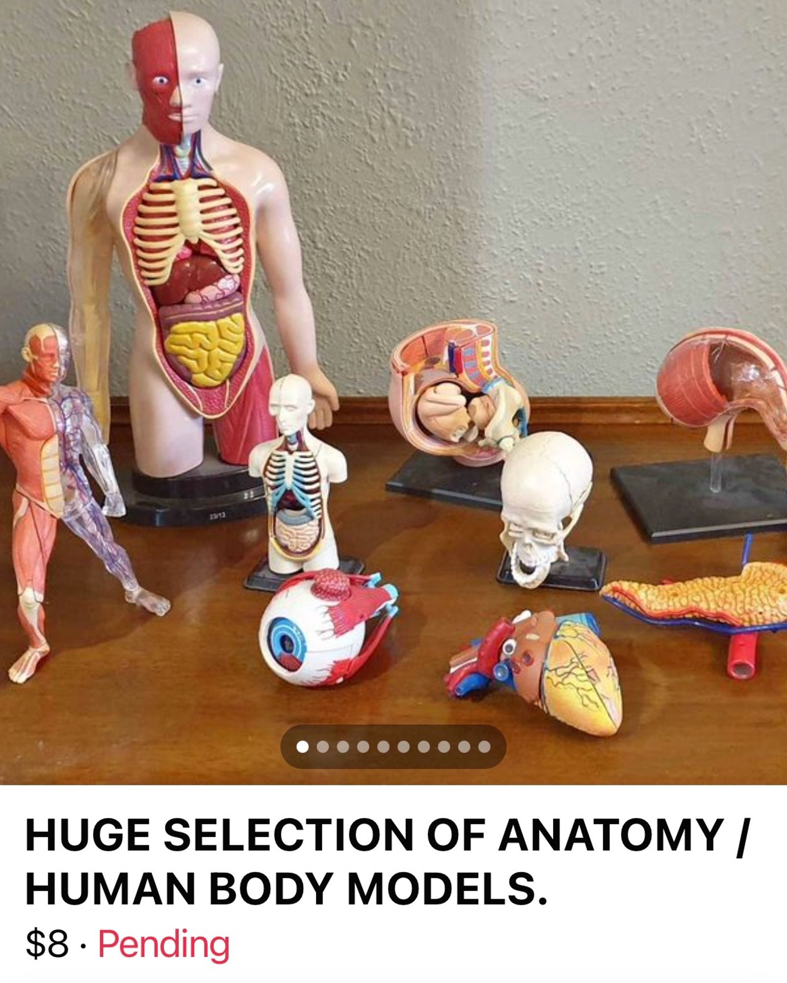 Anatomy models – a skull, an eyeball, a heart – stuff like that