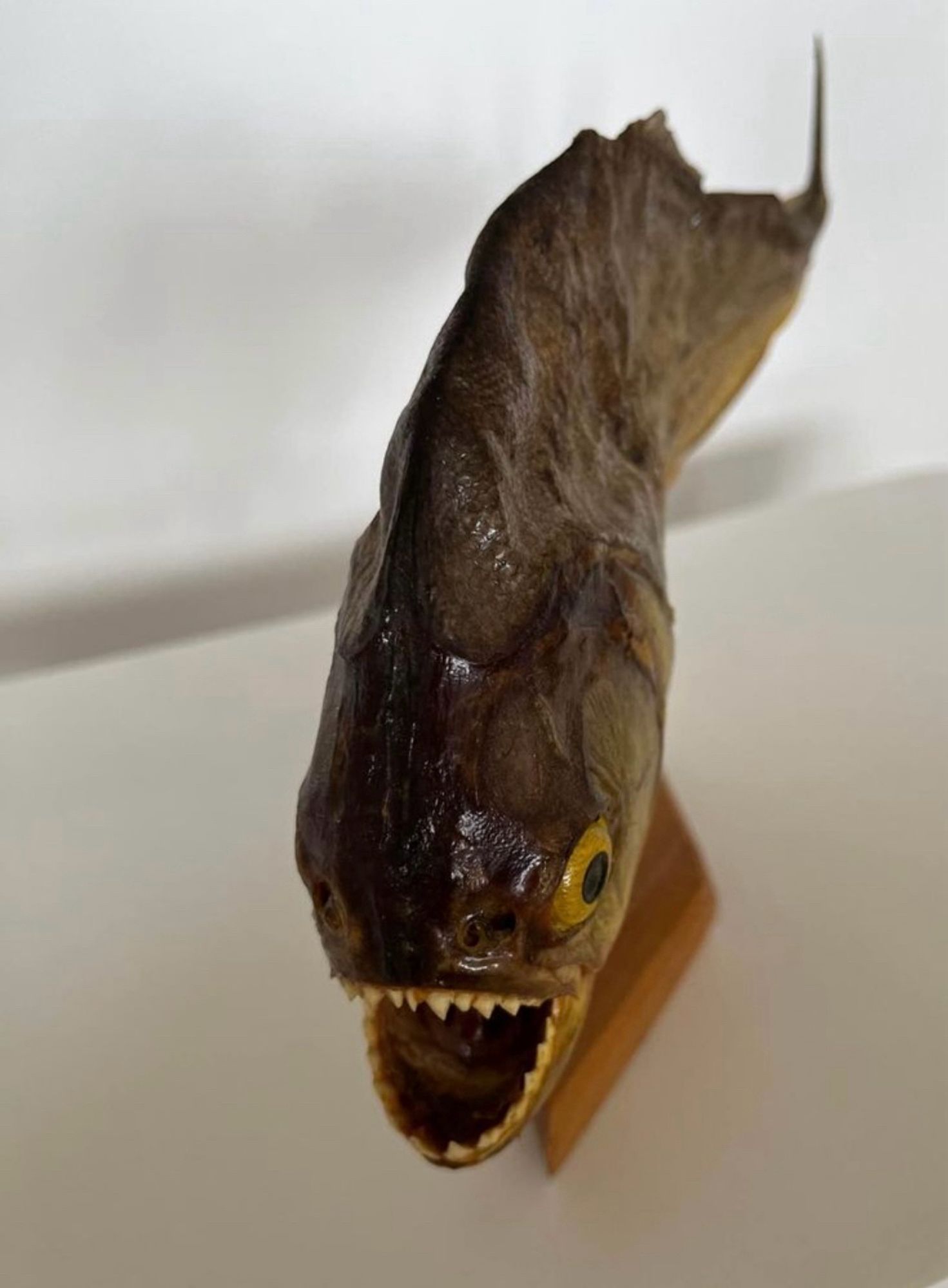 Taxidermy Piranha