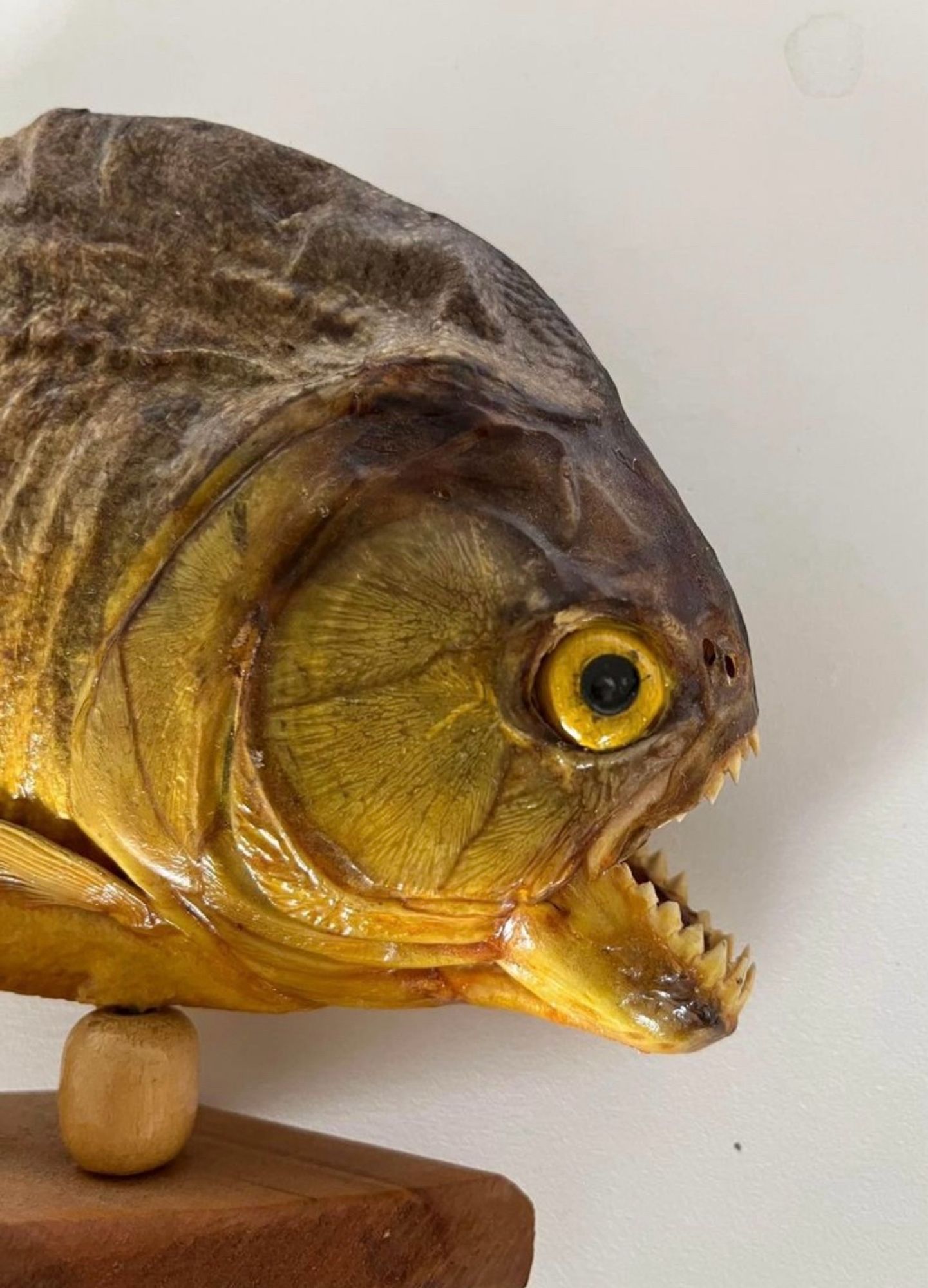 Taxidermy Piranha