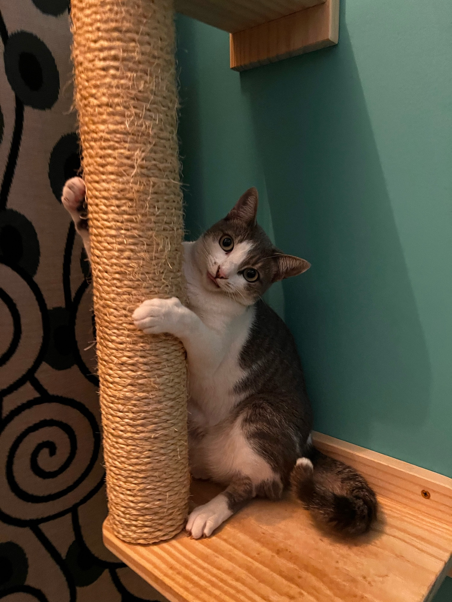 Gray and white cat standing up hugging a scratcher pole. The cat looks directly to the camera, her tongue pokes out with a silly expression. In the background, a teal wall and a tricot piece with swirly shapes.