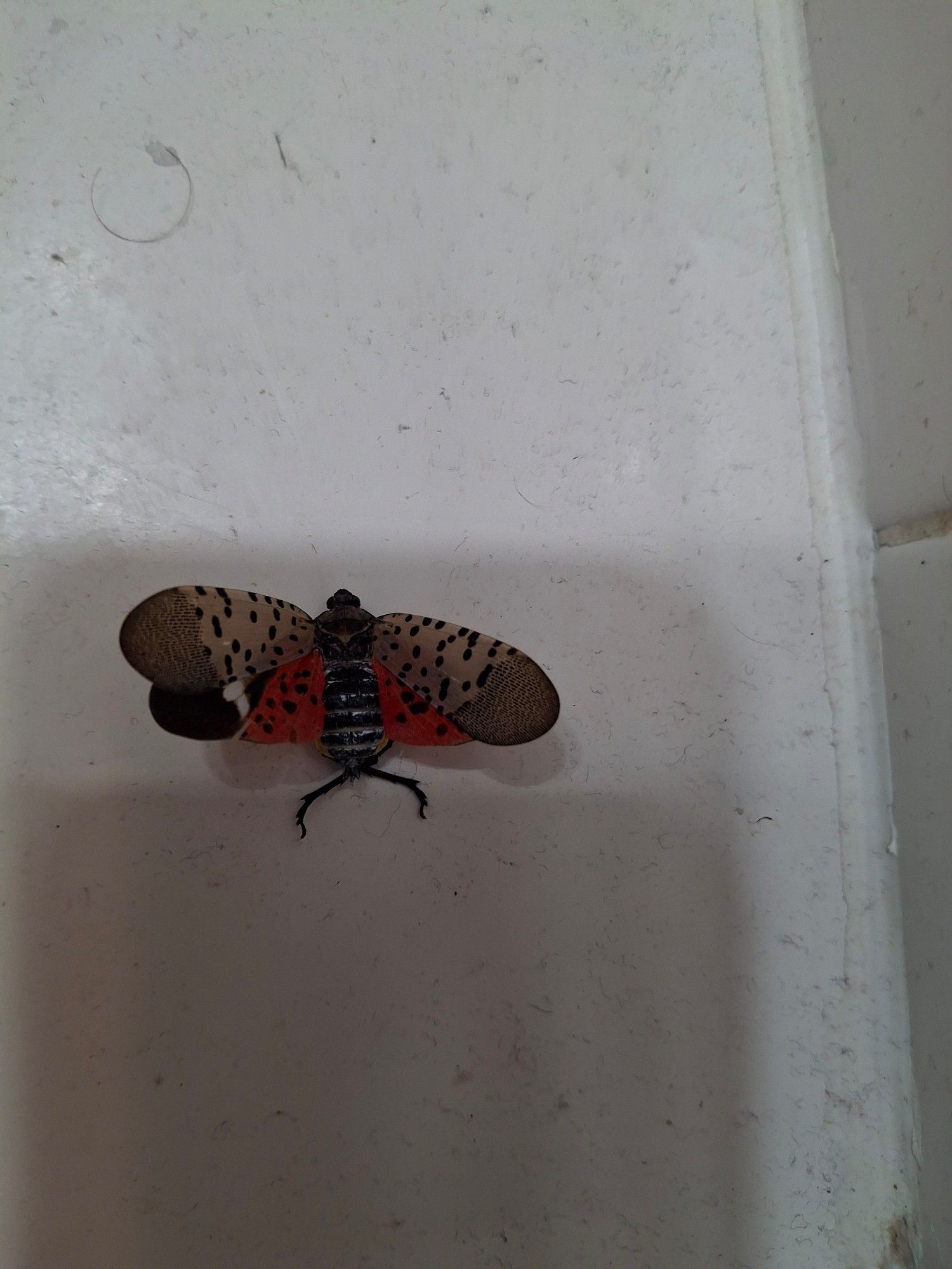 The same spotted lantern fly after it crawled away from my soap dish and I crushed its head