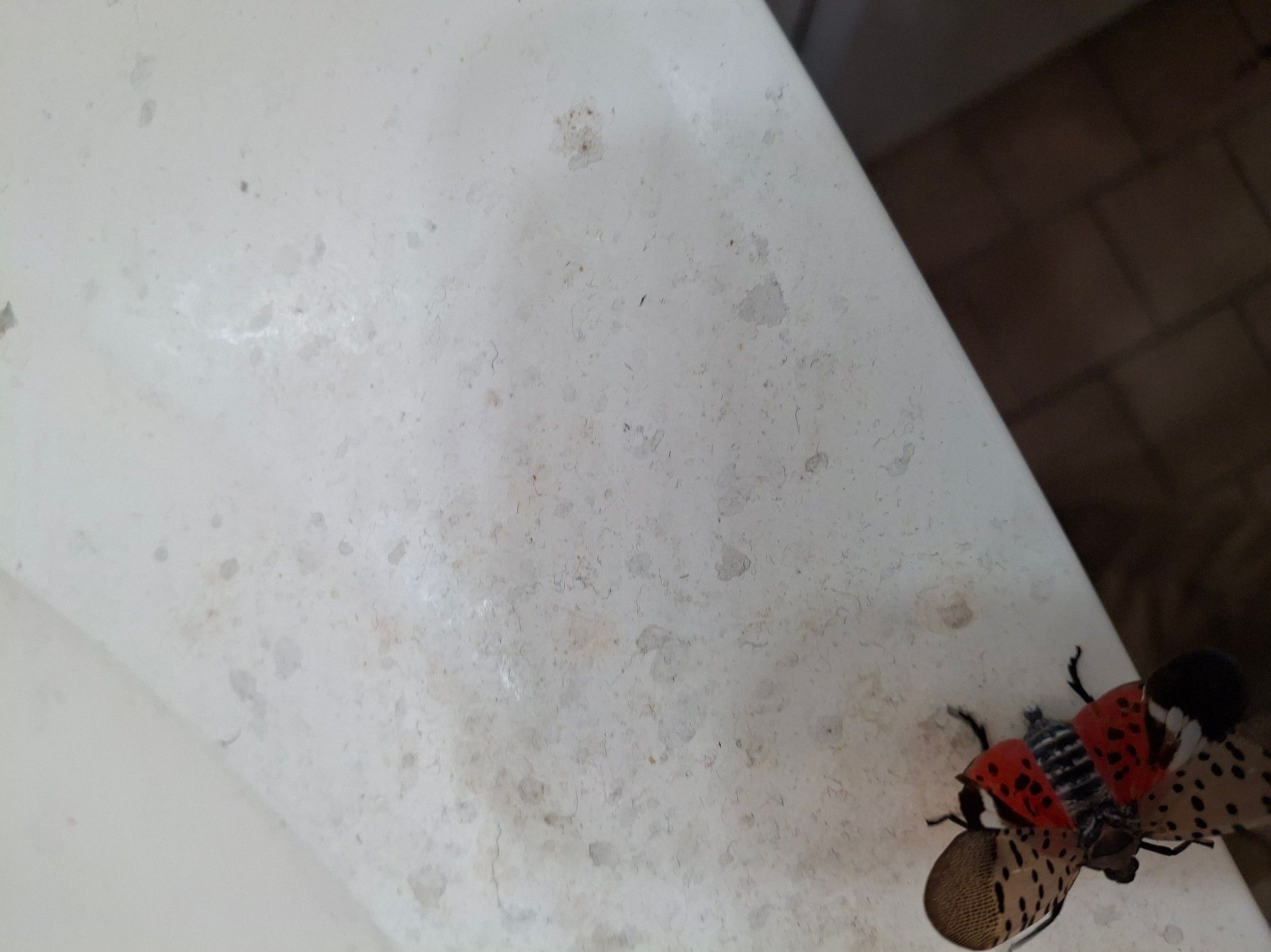 The spotted lantern fly on the edge of my sink shortly after I set it down there