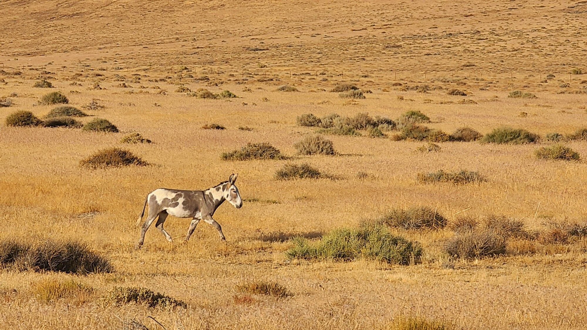 A donkey traversing a dry, golden grassland landscape.