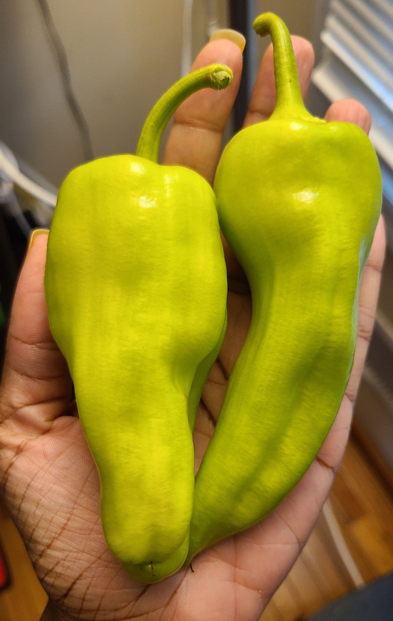 two light green sweet peppers in my hand