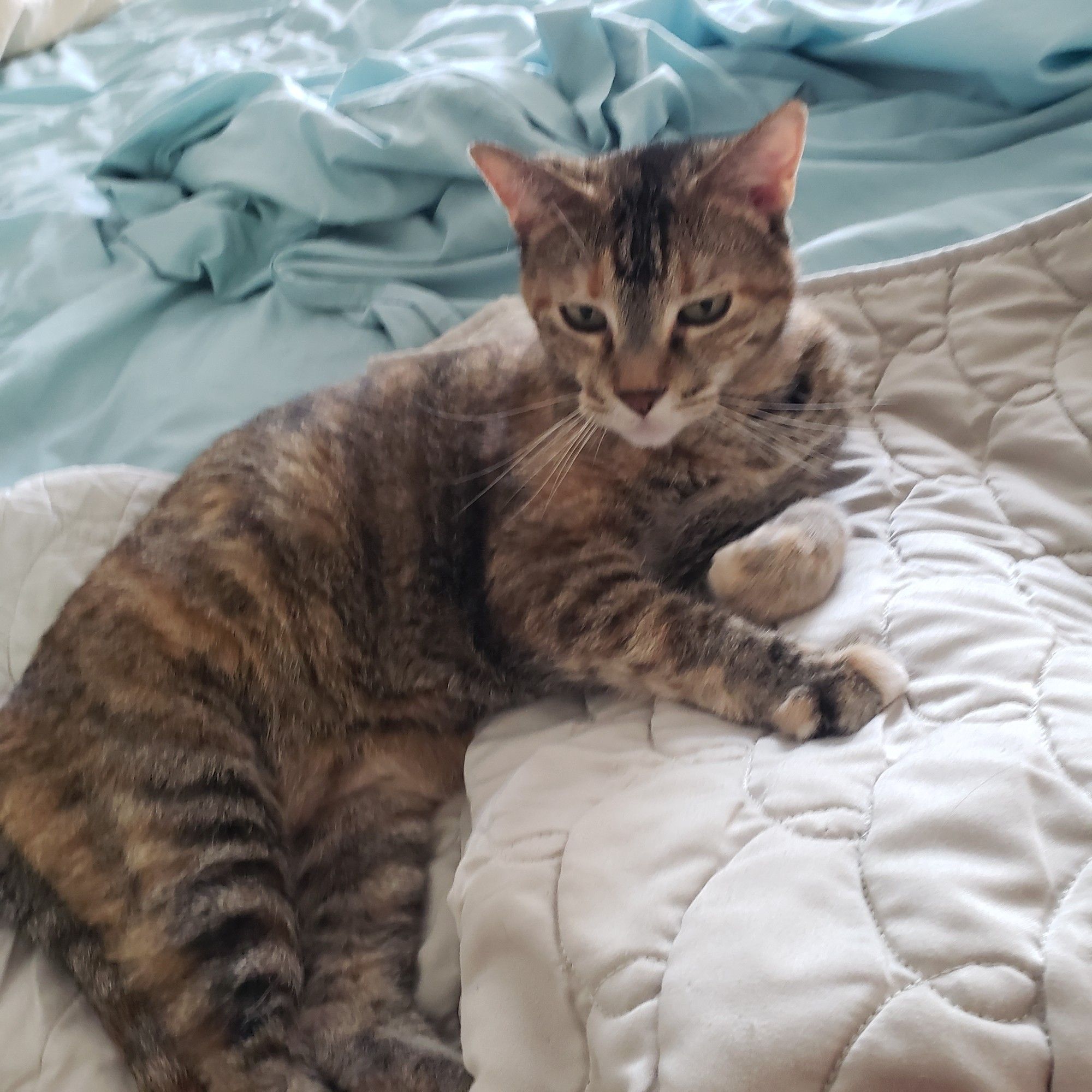 A cat with dark and light brown striped fur, a white muzzle, and green eyes lies on a pale green, swirly-patterned comforter and stares judgementally at the bottom edge of the camera.