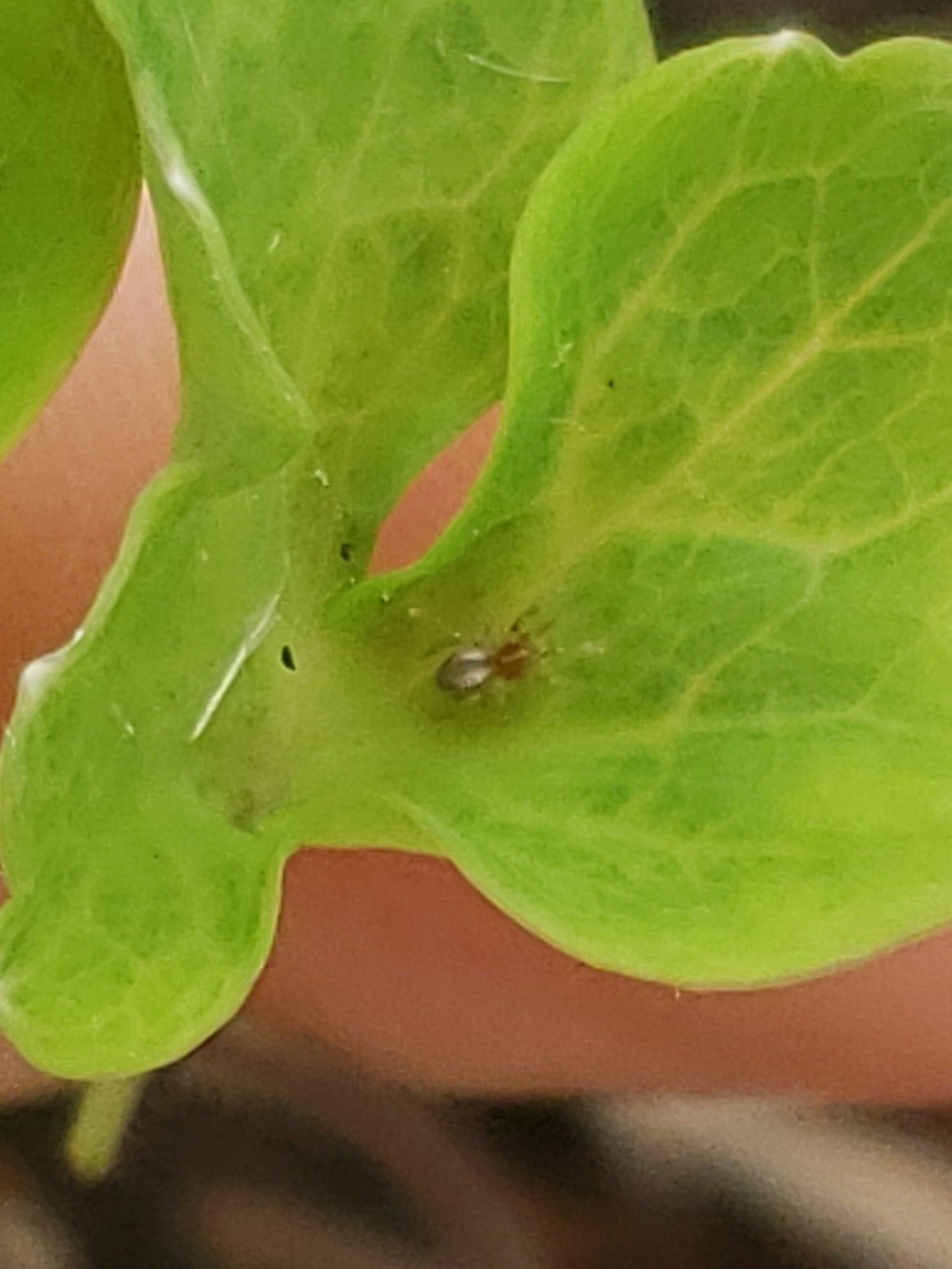 Really tiny spider, once again on a columbine leaf - dark red head with brown body and 2 white patches on the abdomen