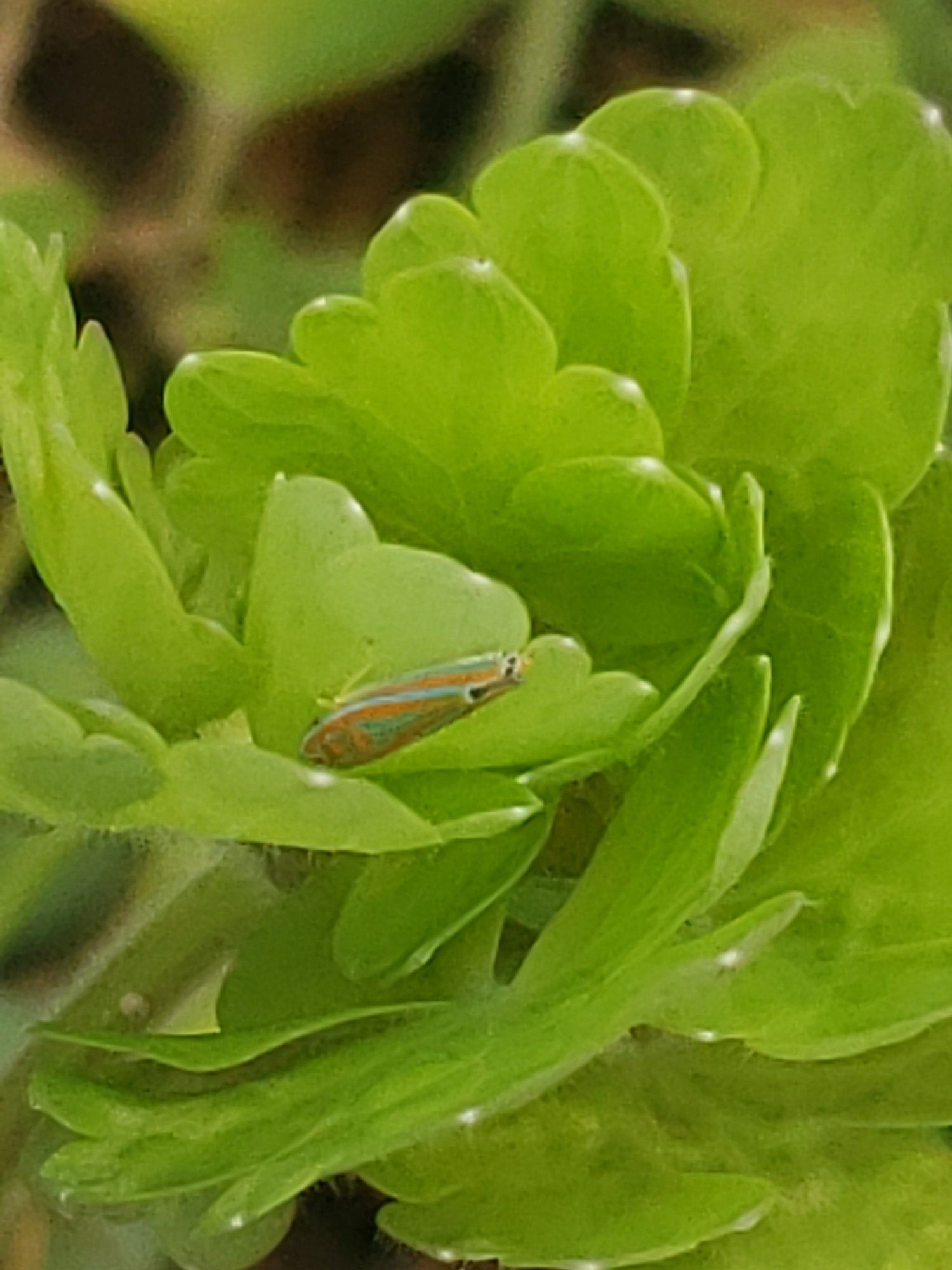 A versute sharpshooter, also on a bit of common columbine - a large, long leafhopper, bright green with neon orange stripes and yellow legs/face, some black spots on the ends of the wings.