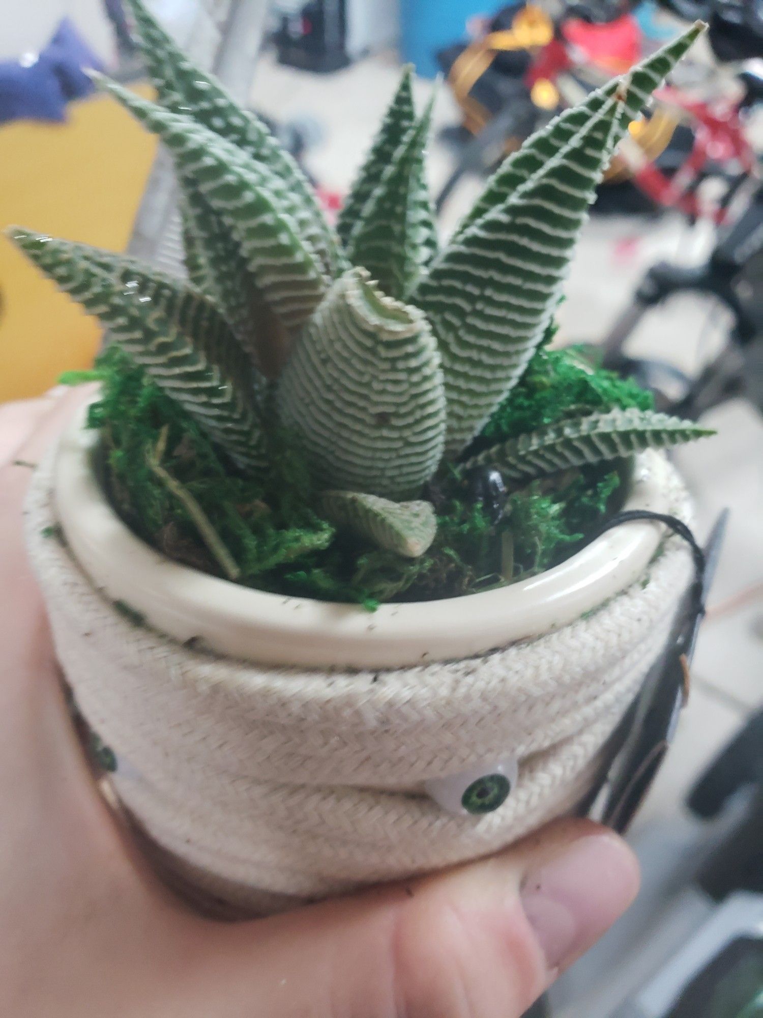 A green succulent with white stripes, the pot is off-white and wrapped with string with green eyes poking it between the strands in random places. The head from before in somewhere in the bright green moss that surrounds the succulent, I'm pretty sure the moss is painted or something but oh well