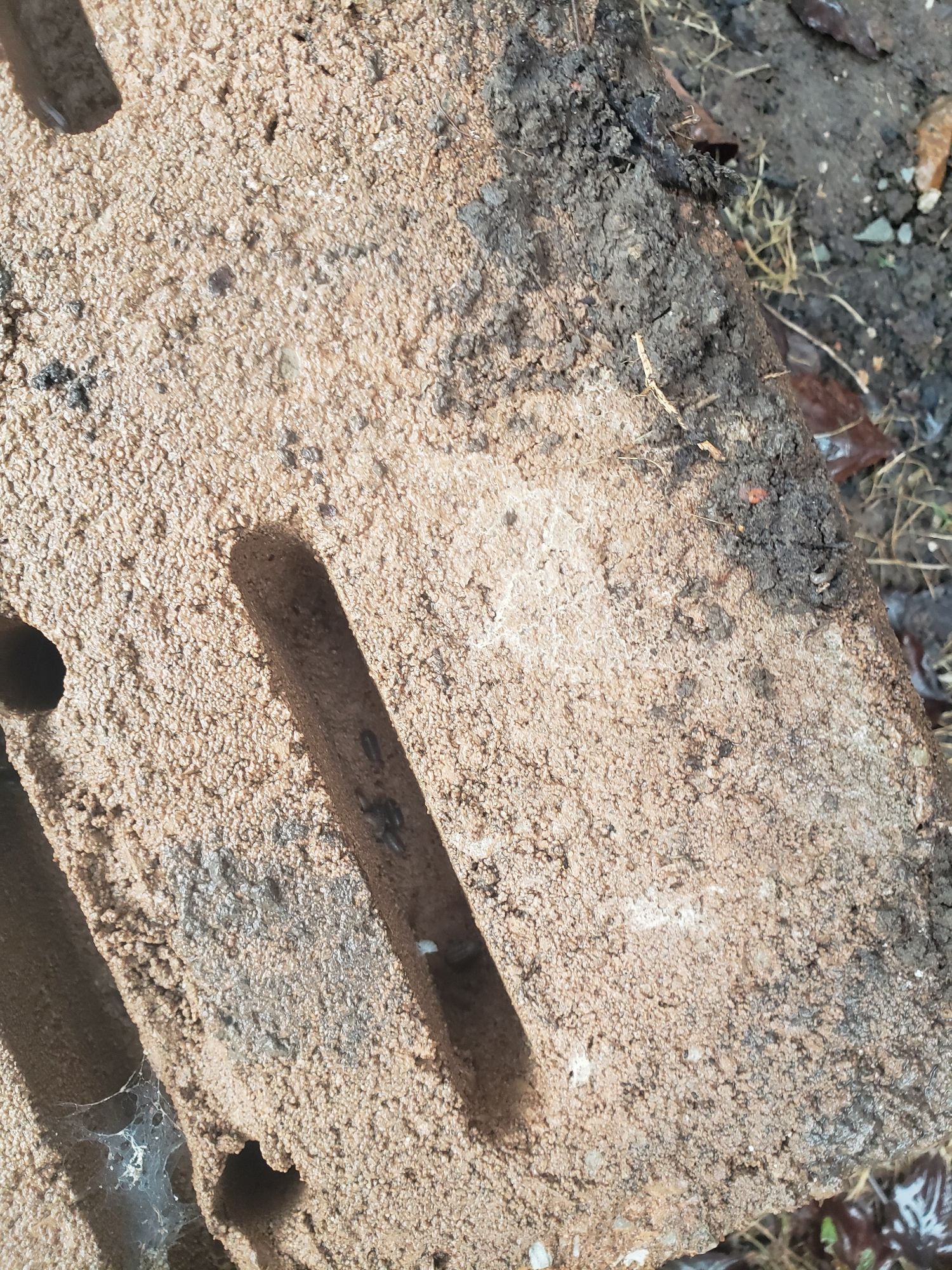 Looking into a crevice in a large brick, there's isopods and half of one of their sheds